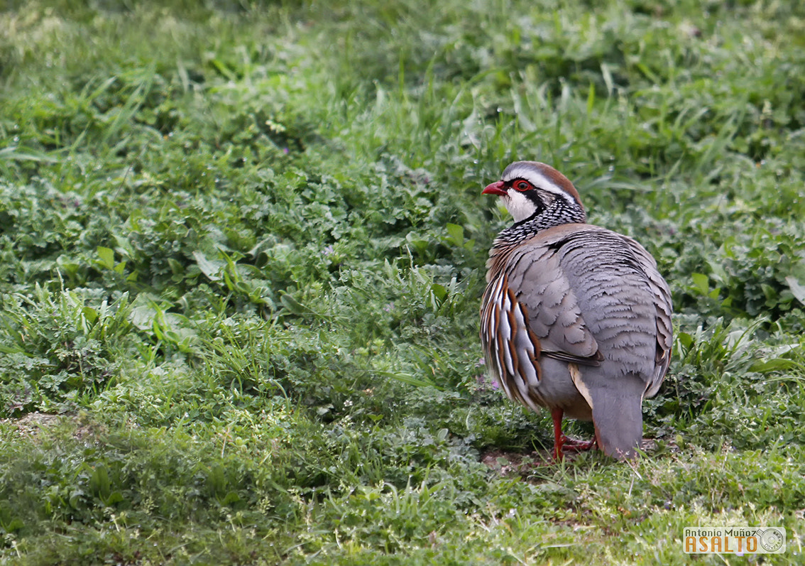 Sigma 150-500mm F5-6.3 DG OS HSM sample photo. Alectoris rufa photography