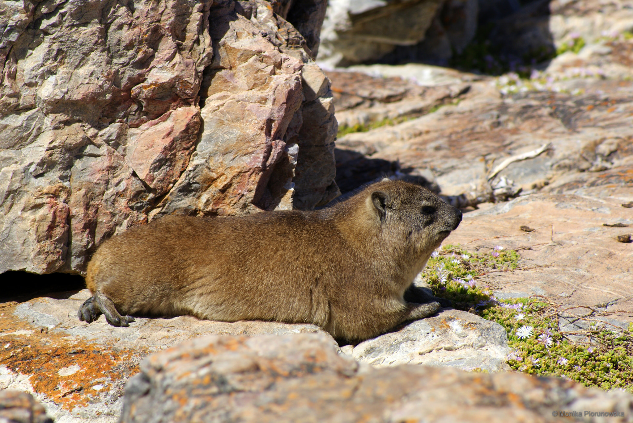 Sony Alpha DSLR-A300 sample photo. Dassie photography