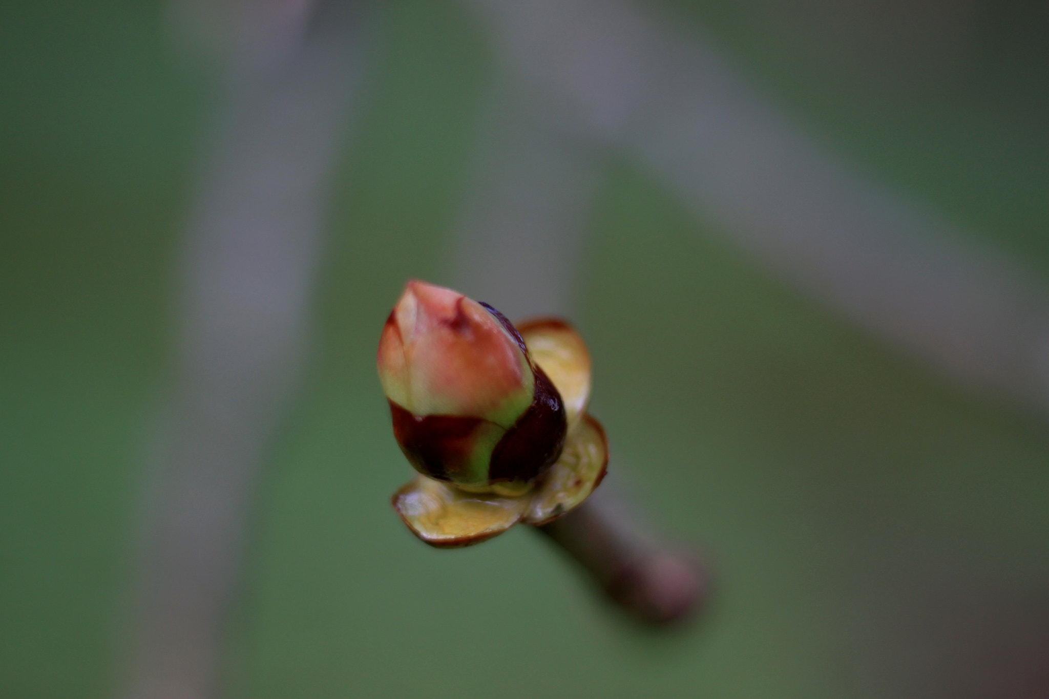Canon EOS 500D (EOS Rebel T1i / EOS Kiss X3) + Canon EF 50mm F1.8 STM sample photo. Horse chestnut bud photography