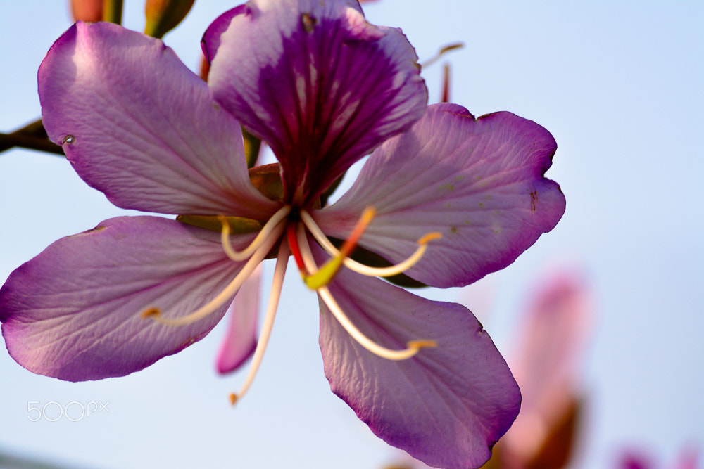 Sigma 70-300mm F4-5.6 APO DG Macro sample photo. Close photography