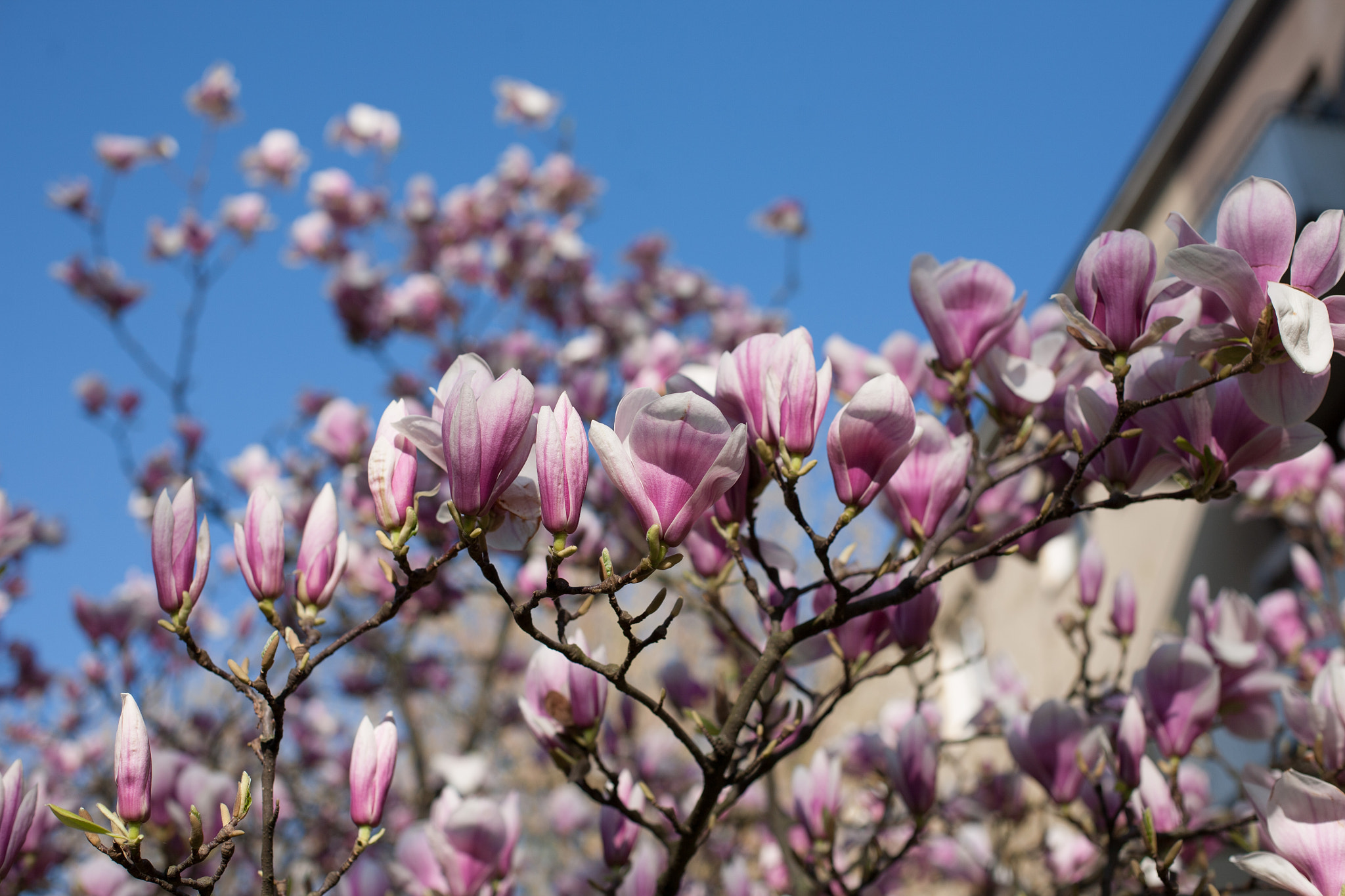 Canon EOS 5D + Canon EF 50mm F1.4 USM sample photo. Magnolien baum photography