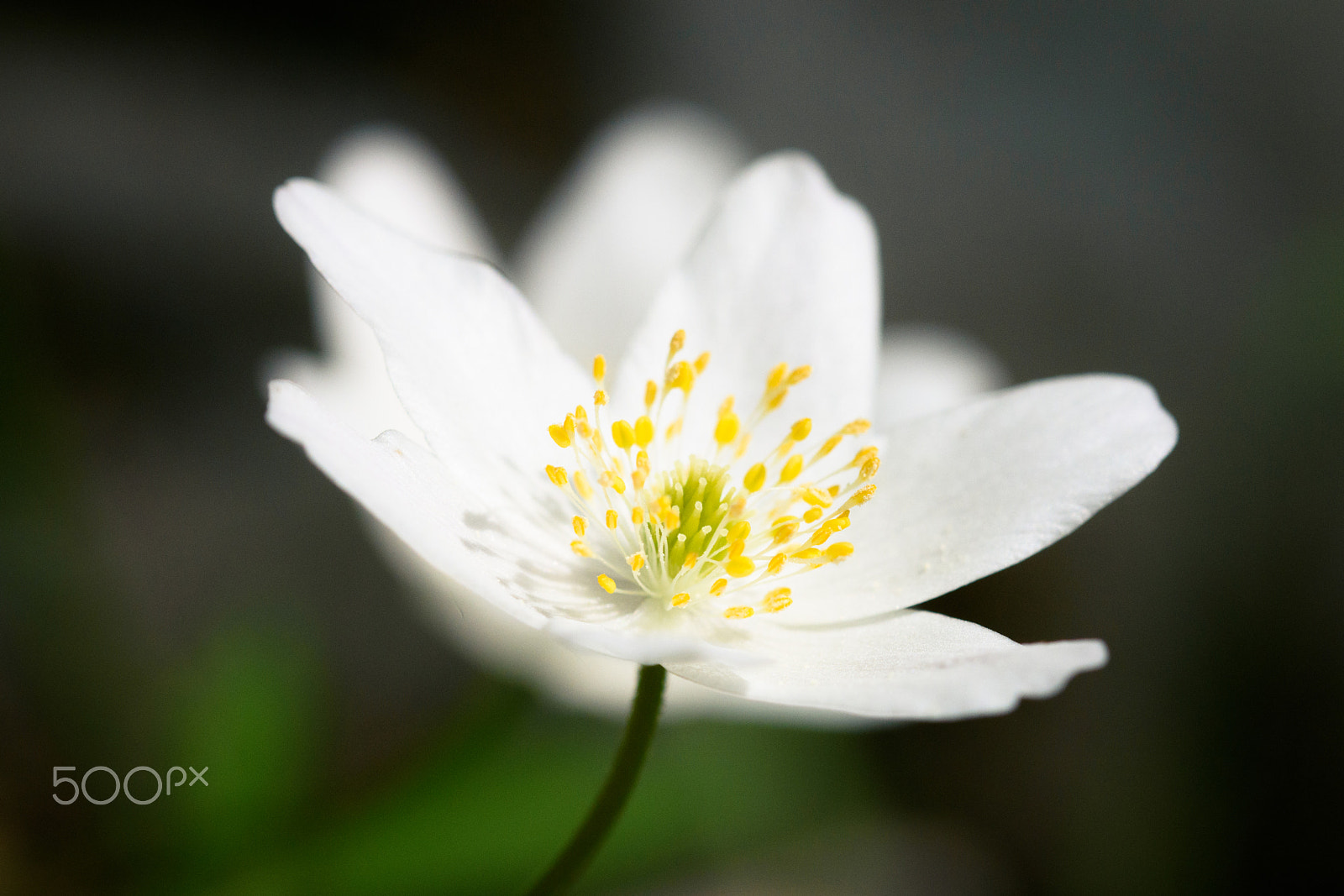 Sigma 105mm F2.8 EX DG OS HSM sample photo. White beauty photography