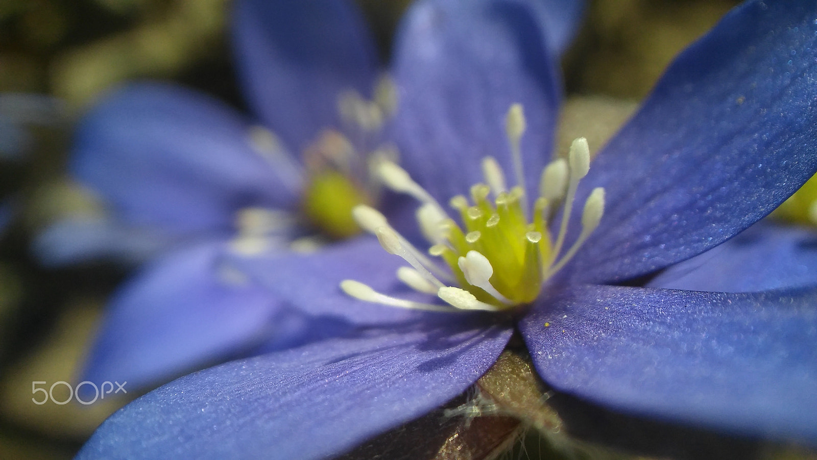 LG SPIRIT 4G LTE sample photo. Violet photography
