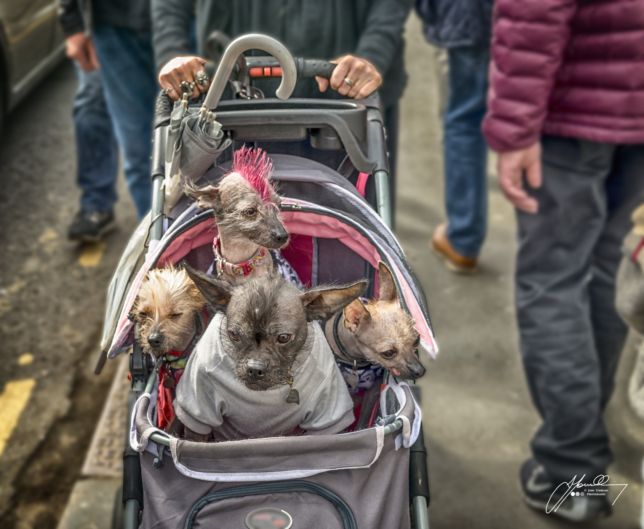 Tamron AF 28-75mm F2.8 XR Di LD Aspherical (IF) sample photo. The canine pram gang photography