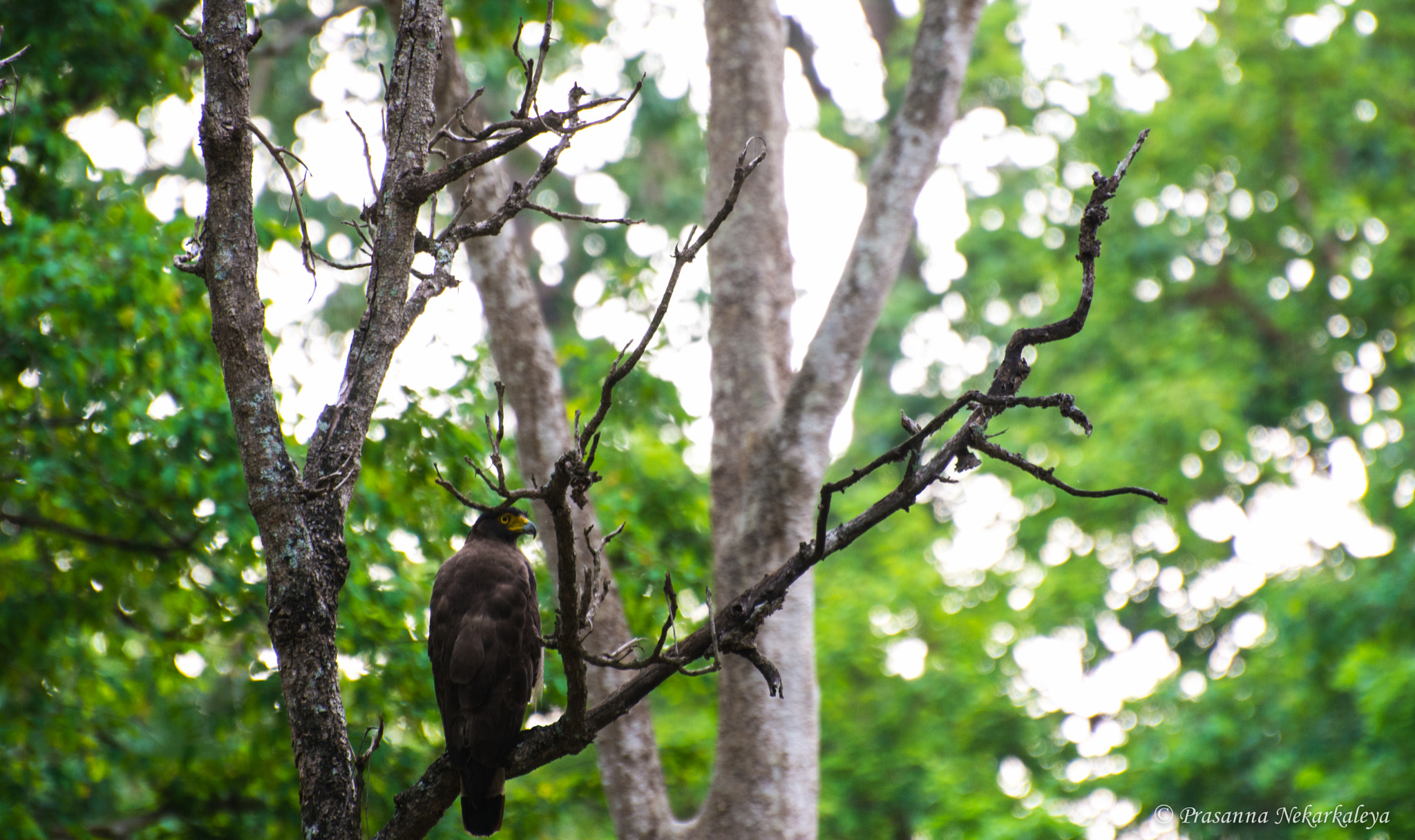 Nikon D7100 sample photo. Watching over you photography