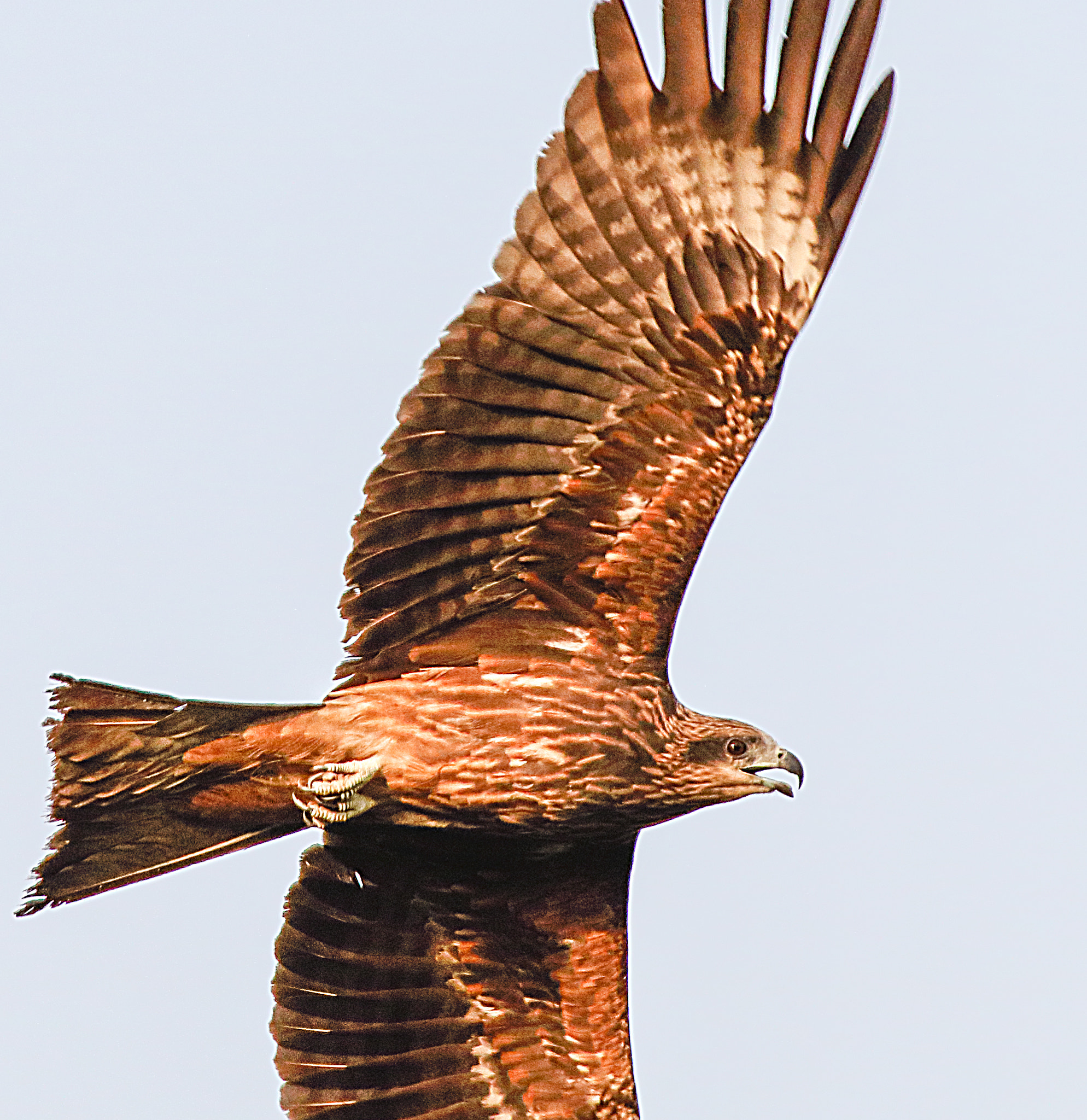 Canon EF 100-400mm F4.5-5.6L IS USM sample photo