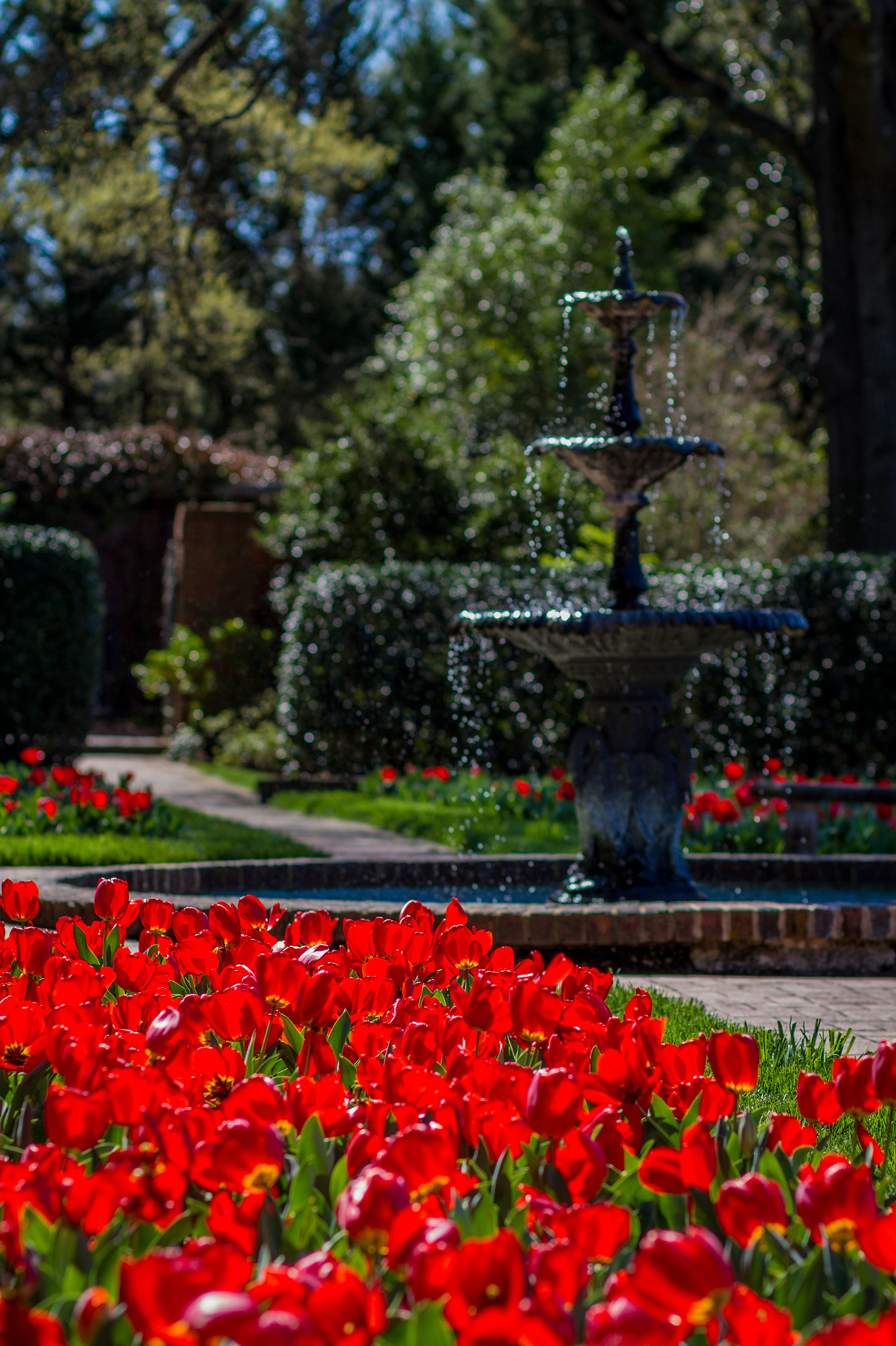 Canon EOS 7D + Canon EF 85mm F1.8 USM sample photo. Tulip the fountain photography