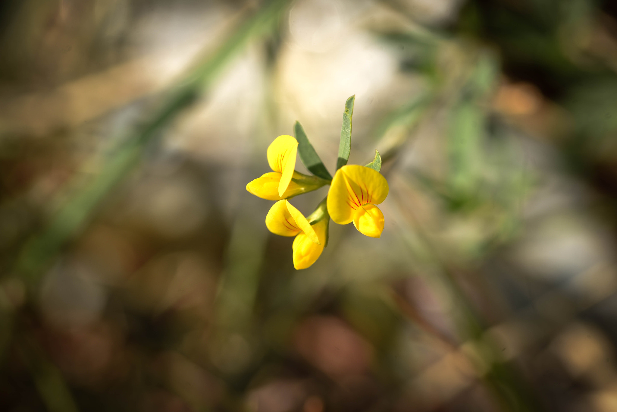 Sigma 105mm F2.8 EX DG OS HSM sample photo. Dsc photography