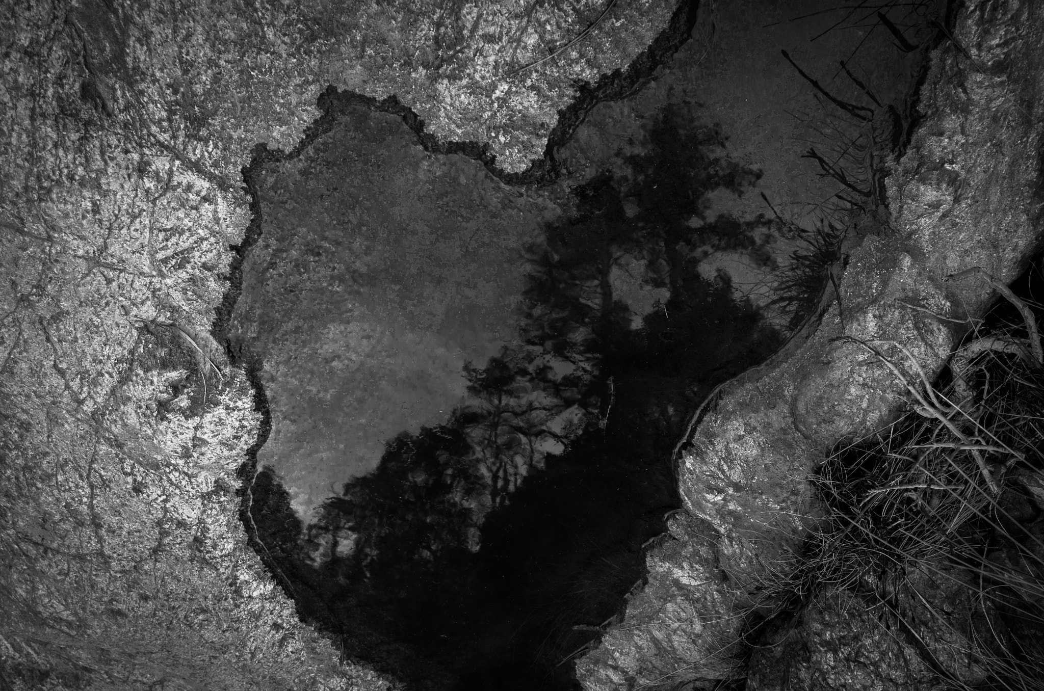 Pentax K-500 sample photo. The forest into the puddle photography