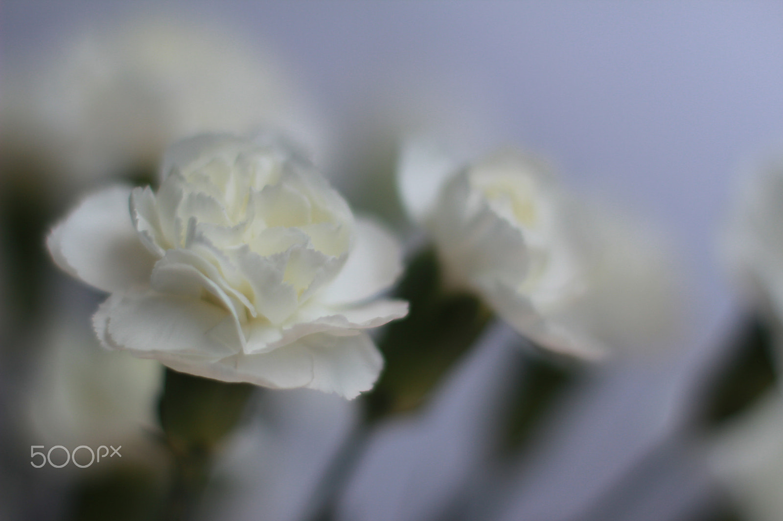 Canon EOS 600D (Rebel EOS T3i / EOS Kiss X5) + Canon EF 50mm F1.4 USM sample photo. Img blancas photography