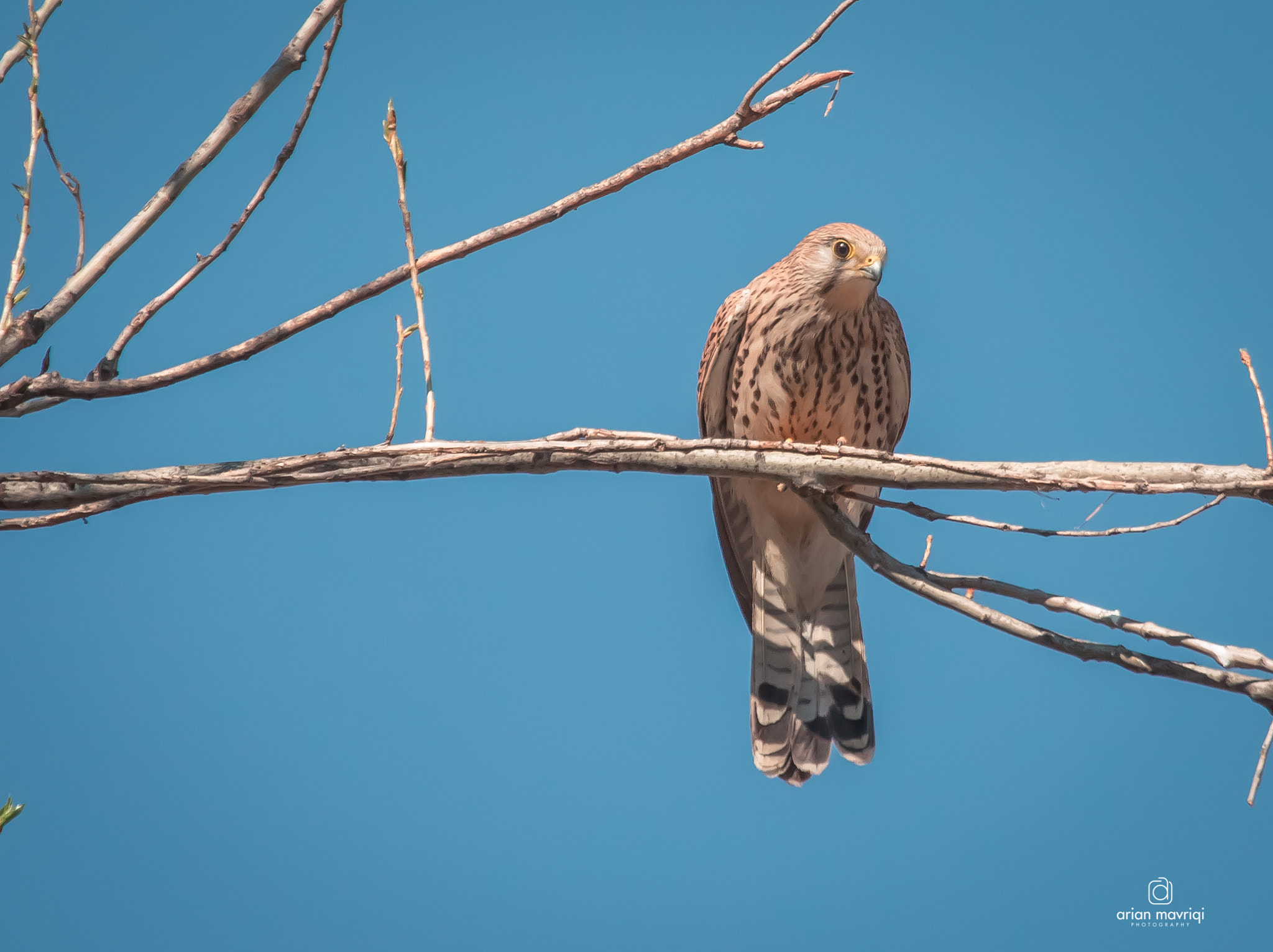 Canon EF 100-400mm F4.5-5.6L IS USM sample photo