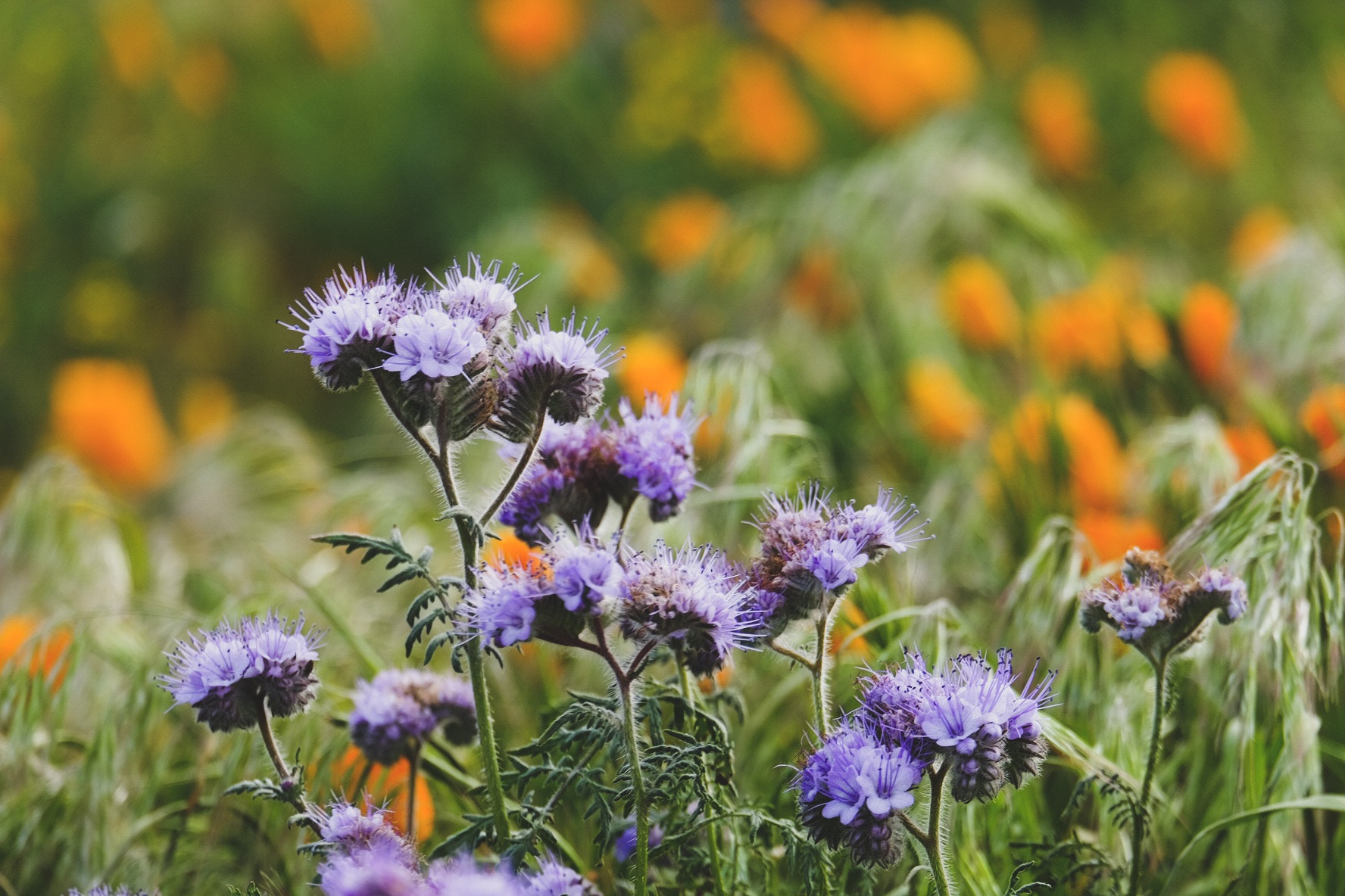 Fujifilm X-T1 + Fujifilm XC 50-230mm F4.5-6.7 OIS II sample photo. Color me purple photography