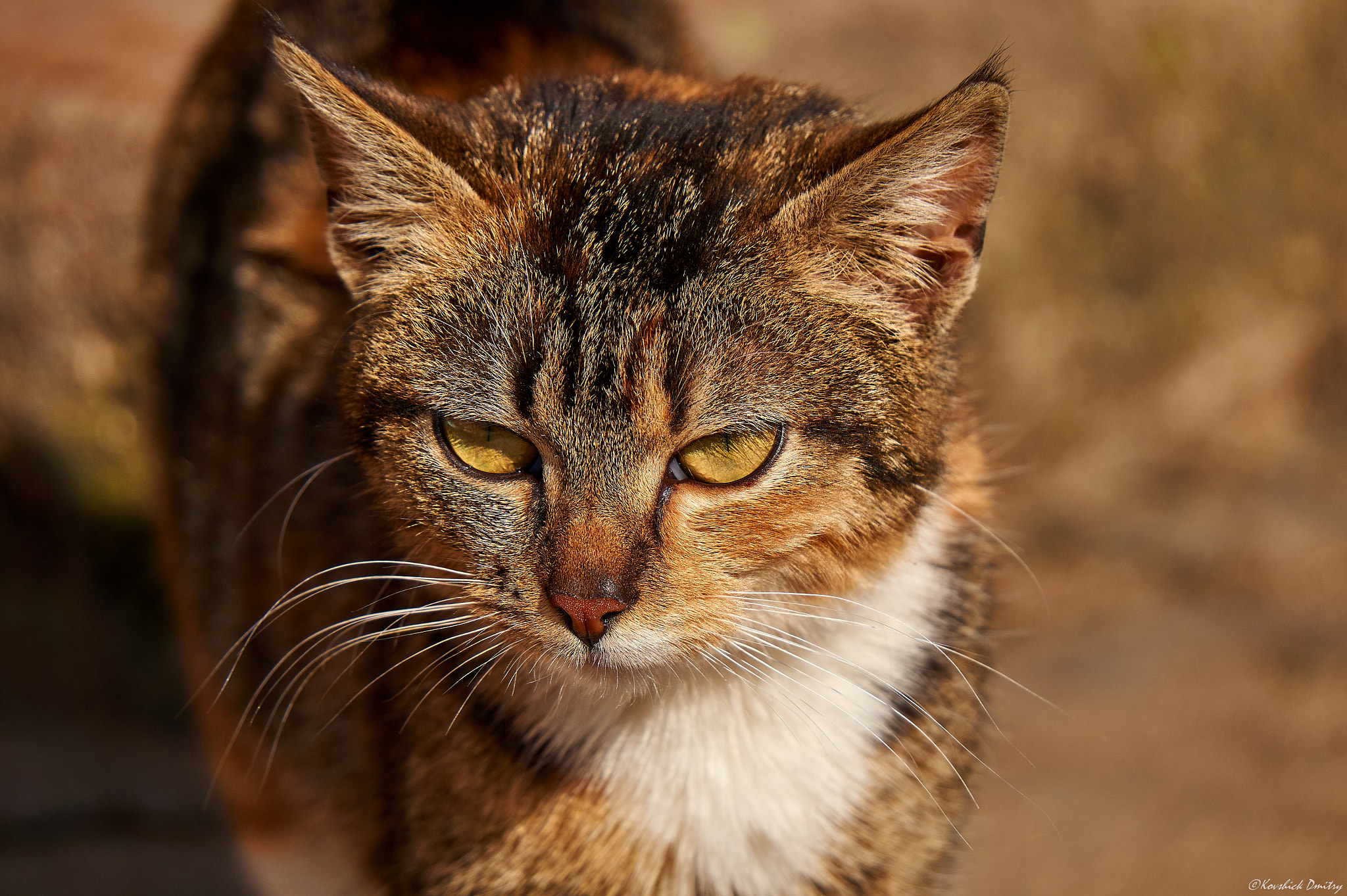 Sony E 55-210mm F4.5-6.3 OSS sample photo. Cat photography