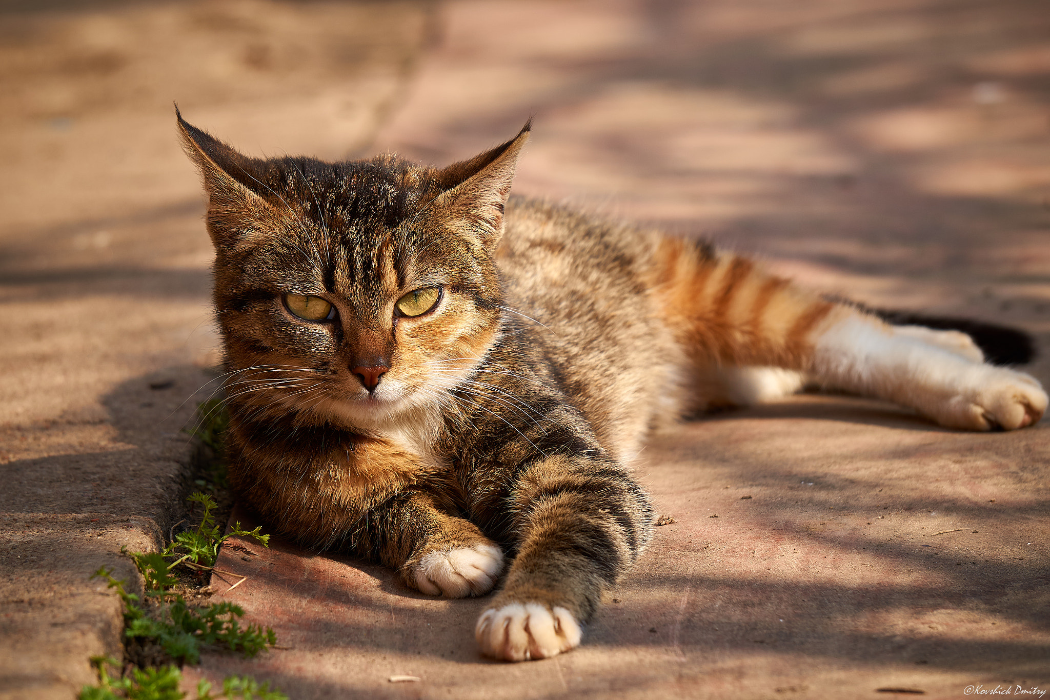Sony E 55-210mm F4.5-6.3 OSS sample photo. Cat photography