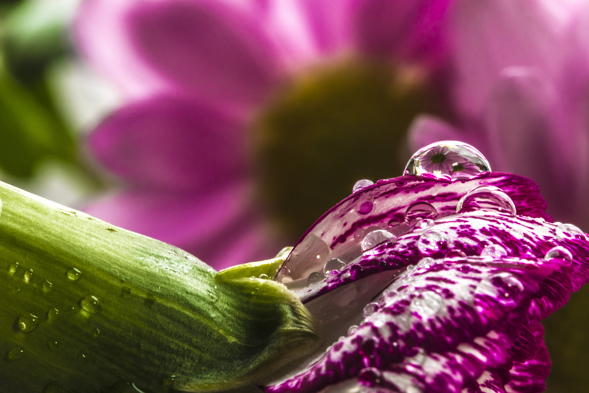 Canon EF 100mm F2.8L Macro IS USM sample photo. Small reflections photography