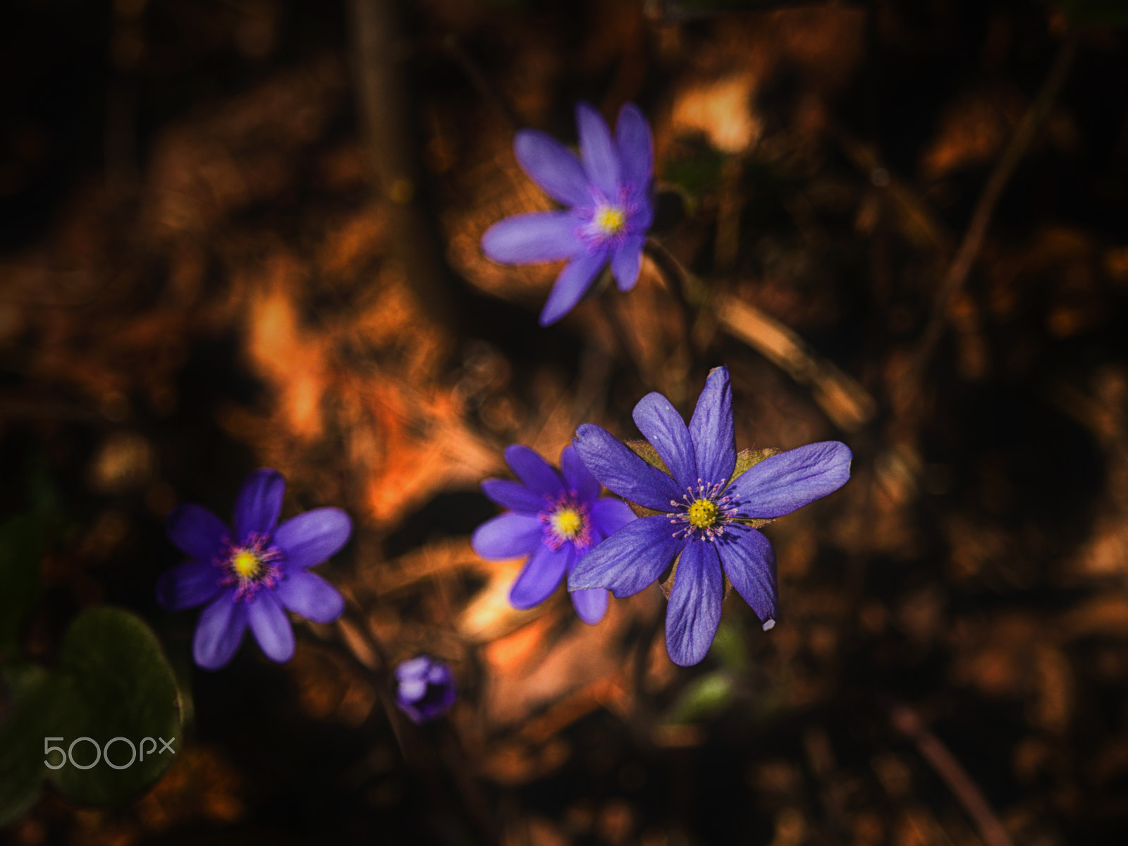 Canon EF-S 55-250mm F4-5.6 IS STM sample photo. Liverwort hepatica photography