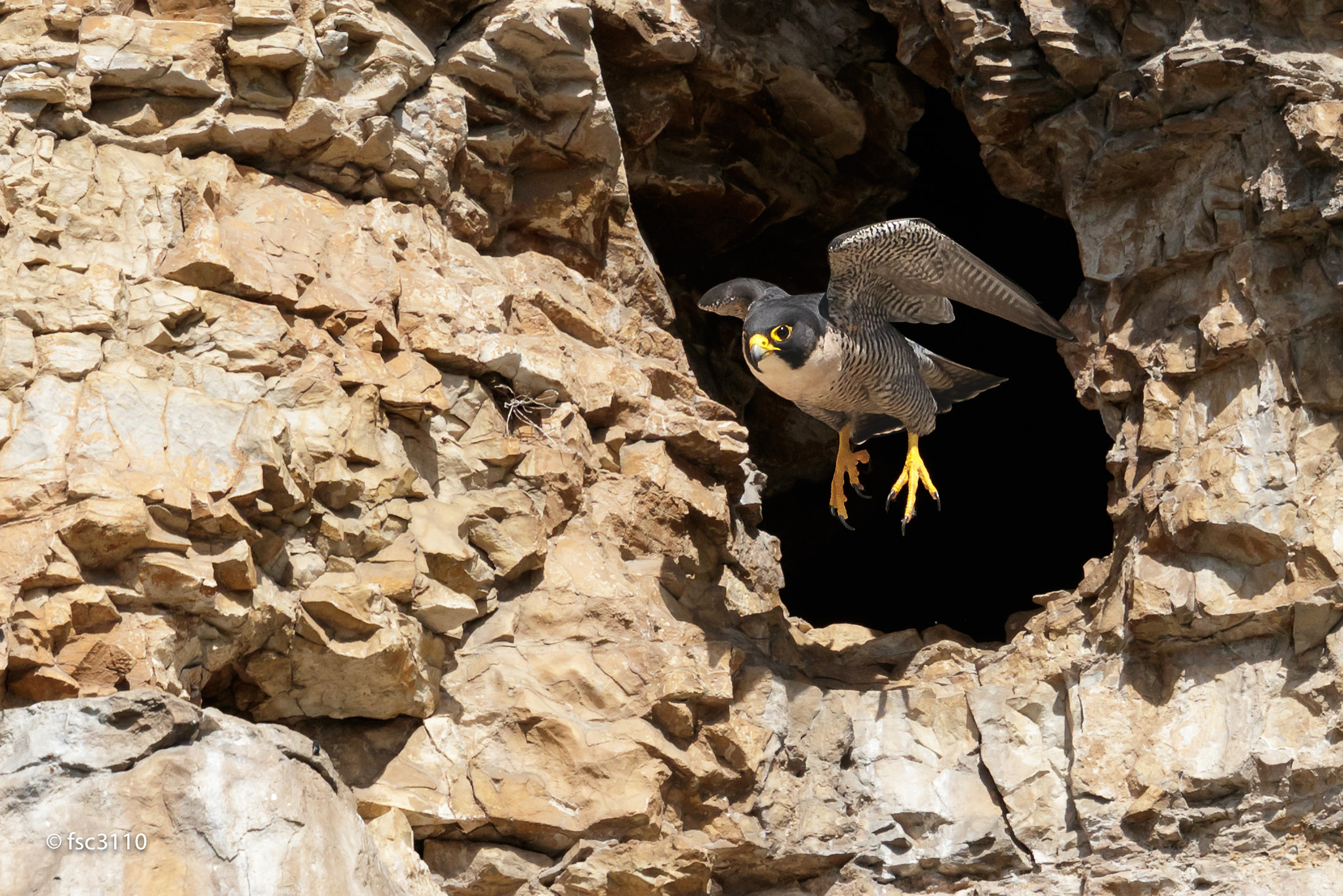 Canon EF 500mm F4L IS II USM sample photo. Another peregrine falcon take-off photography