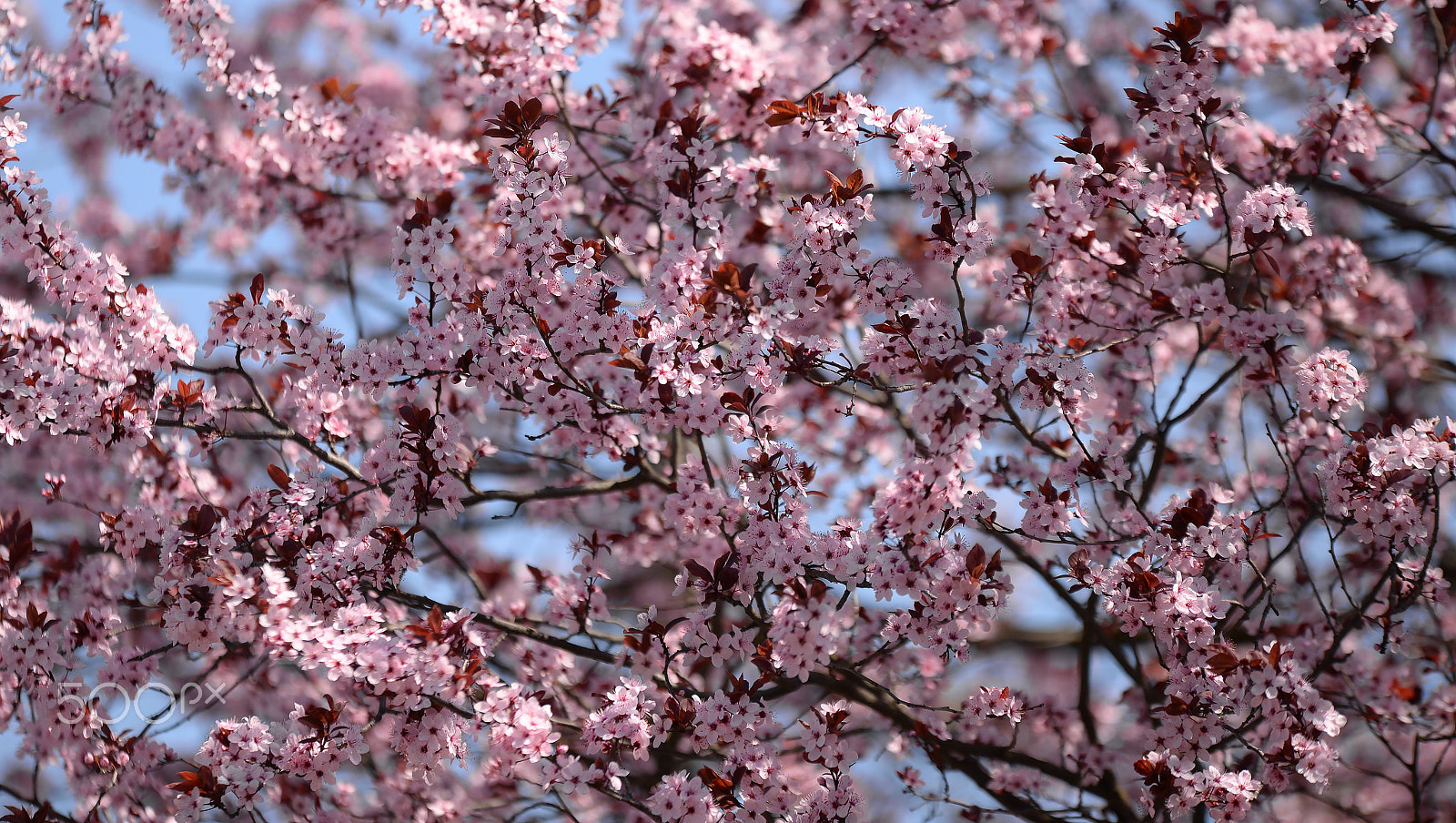 Nikon D610 sample photo. Spring - sakura photography