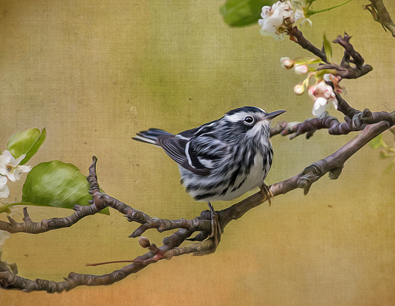 Canon EOS 70D + Canon EF 400mm F5.6L USM sample photo. Black and white warbler photography