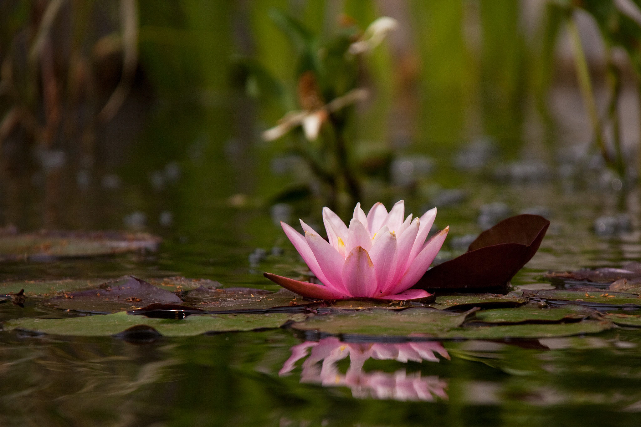 Canon EF-S 18-200mm F3.5-5.6 IS sample photo. Last lily of the season photography