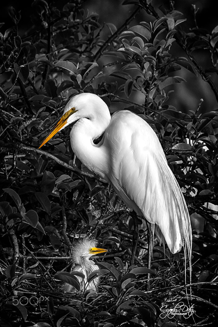 150-600mm F5-6.3 DG OS HSM | Contemporary 015 sample photo. Mother and chick photography