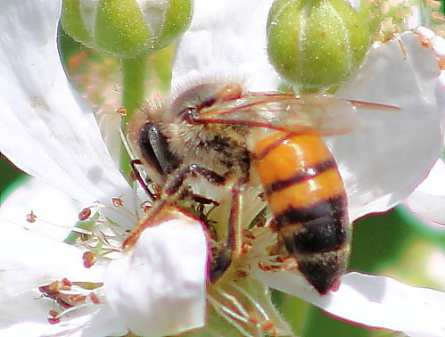 Canon EOS 60D + EF75-300mm f/4-5.6 sample photo. Bee photography