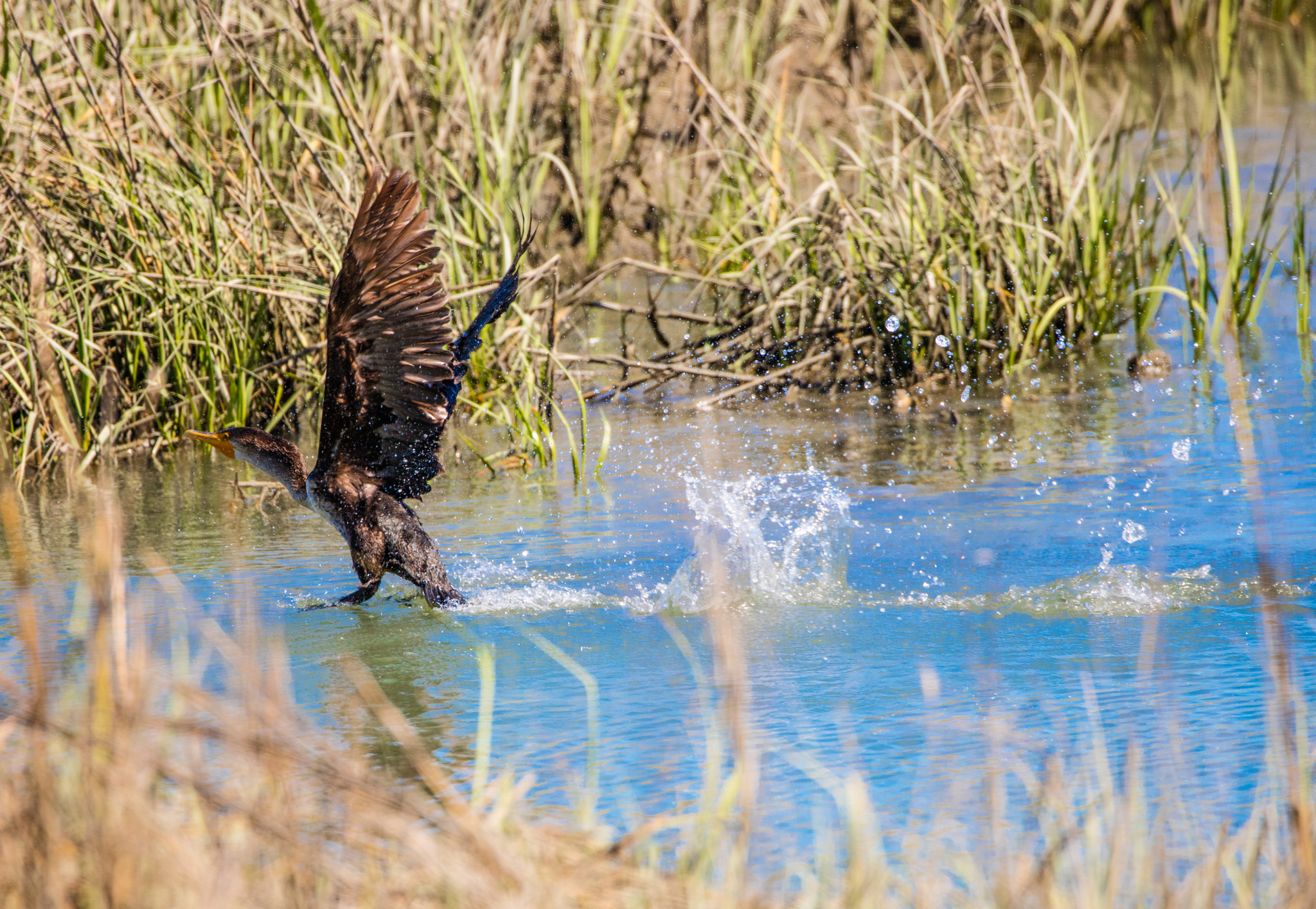 Canon EOS 5DS R + Canon EF 100-400mm F4.5-5.6L IS II USM sample photo. Cormorant interrupted photography