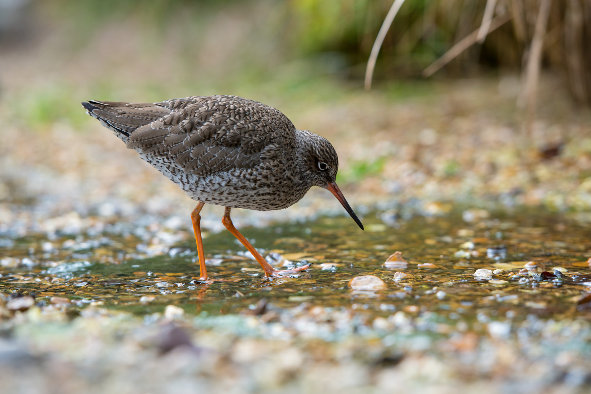 Nikon AF-S Nikkor 70-200mm F2.8G ED VR II sample photo. Common redshank.tringa totanus. photography