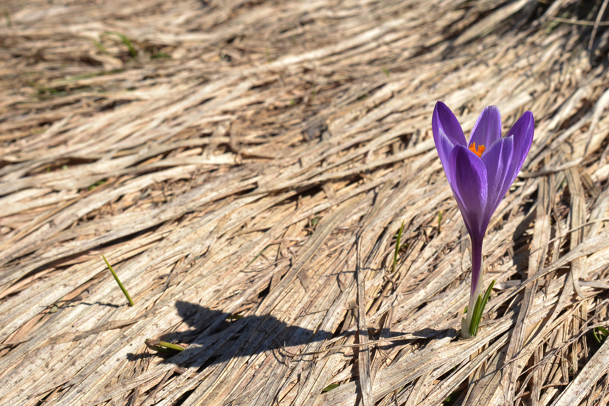 Nikon D3100 sample photo. Crocus sativus photography