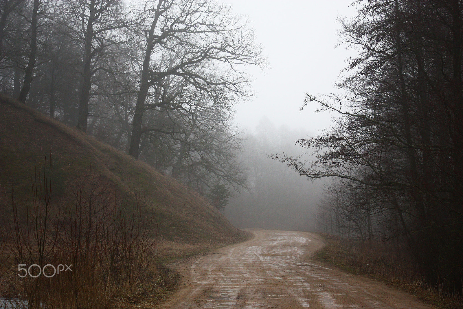 Canon EOS 450D (EOS Rebel XSi / EOS Kiss X2) sample photo. Spring. a fog. road. forest. photography