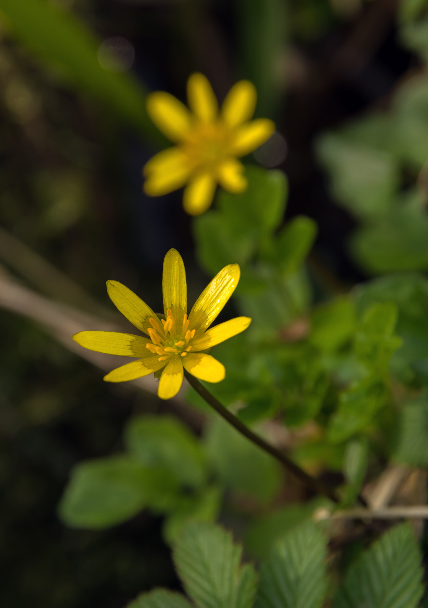 Nikon D7100 sample photo. Brightening up the forest floor. photography