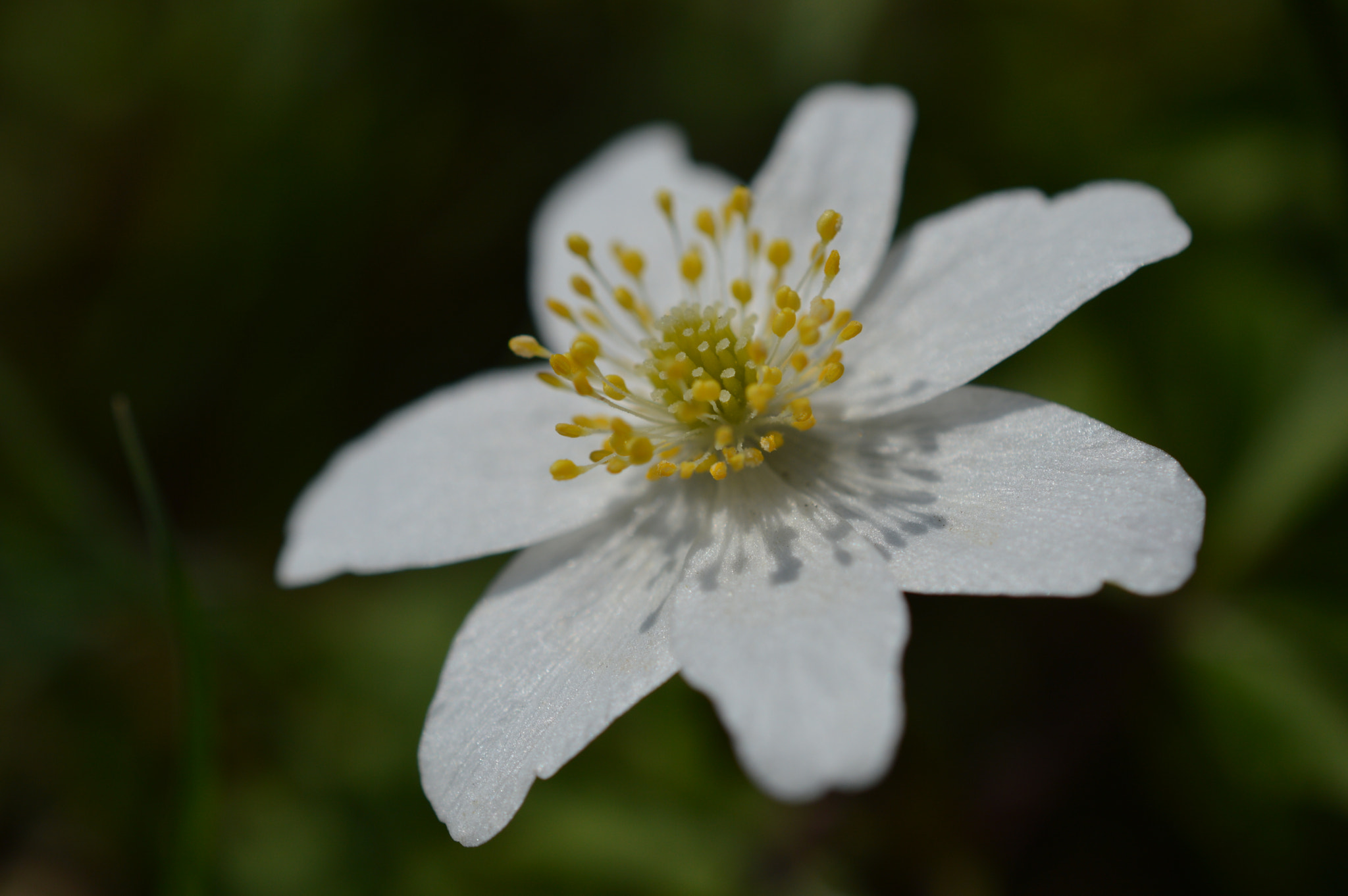 Nikon AF-S DX Micro Nikkor 40mm F2.8 sample photo. Spring is coming photography