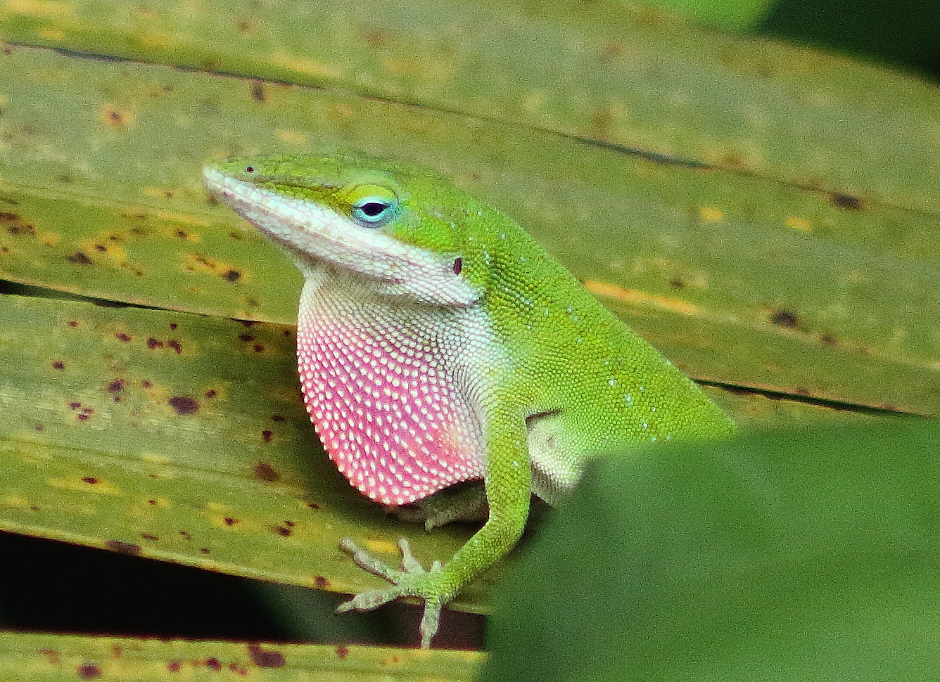 Canon EOS 60D + EF75-300mm f/4-5.6 sample photo. Carolina anole photography