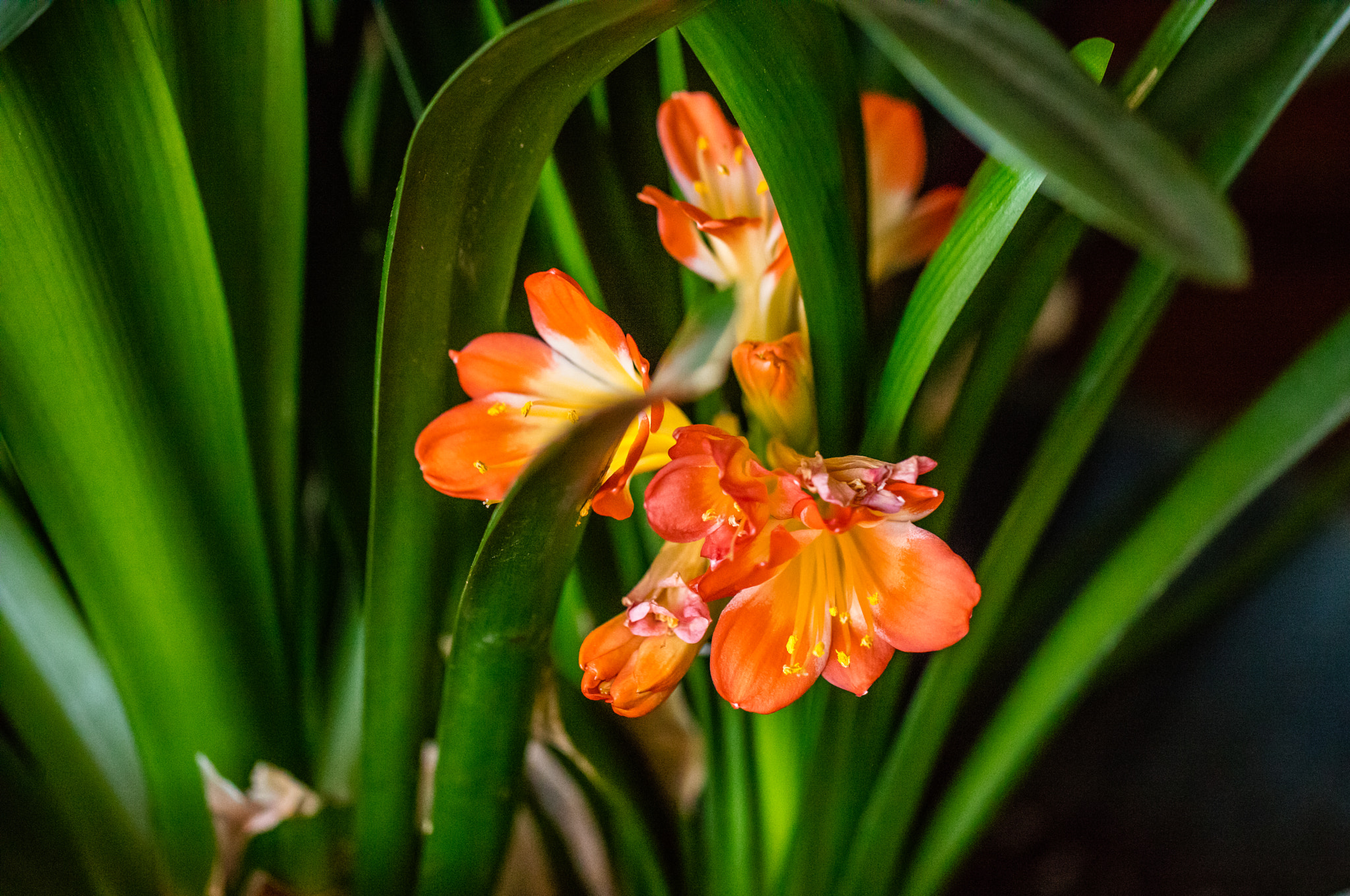 Canon EF 100mm F2.8L Macro IS USM sample photo. Coincidental orange photography