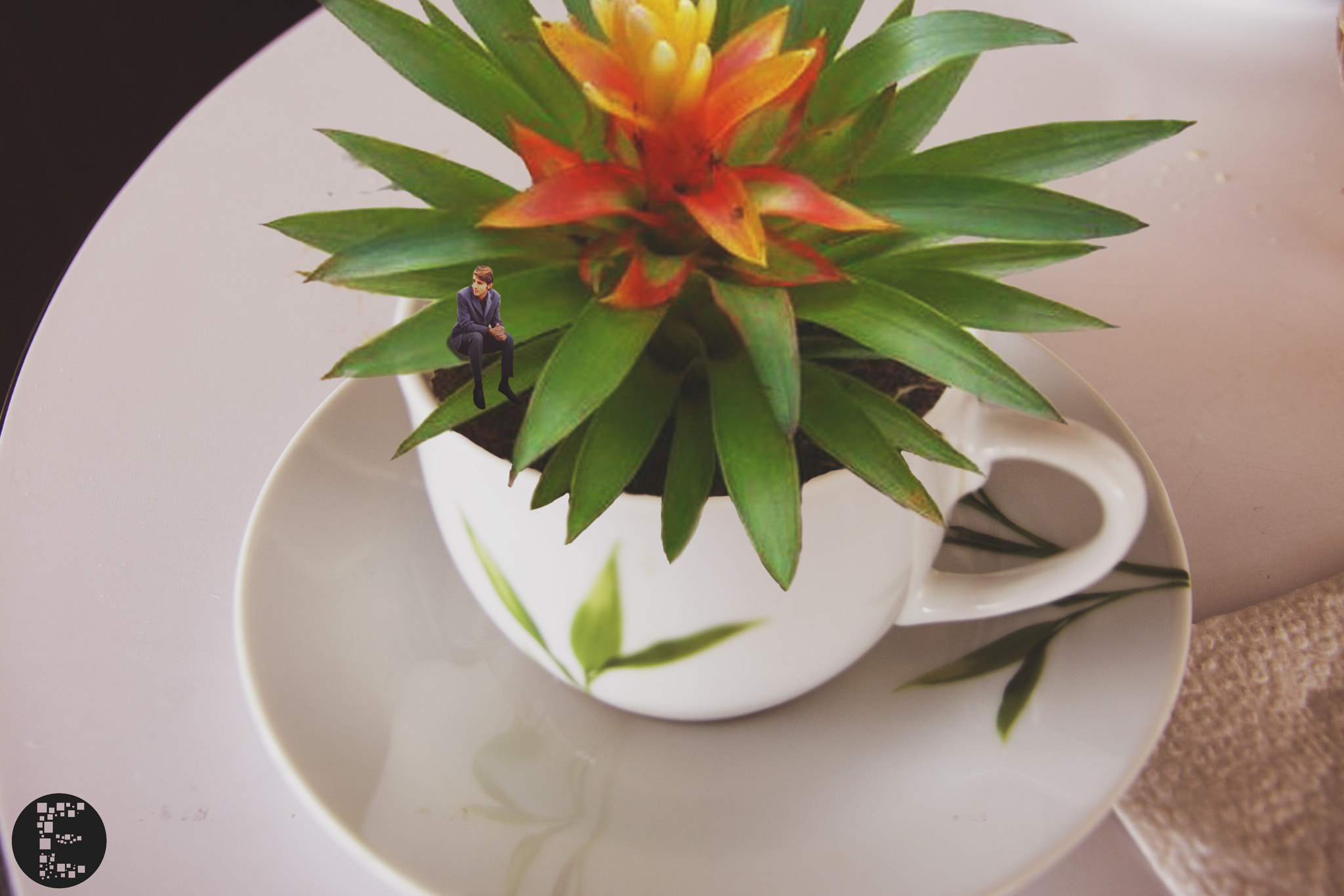 Canon EOS 1100D (EOS Rebel T3 / EOS Kiss X50) sample photo. Plant in cup photography