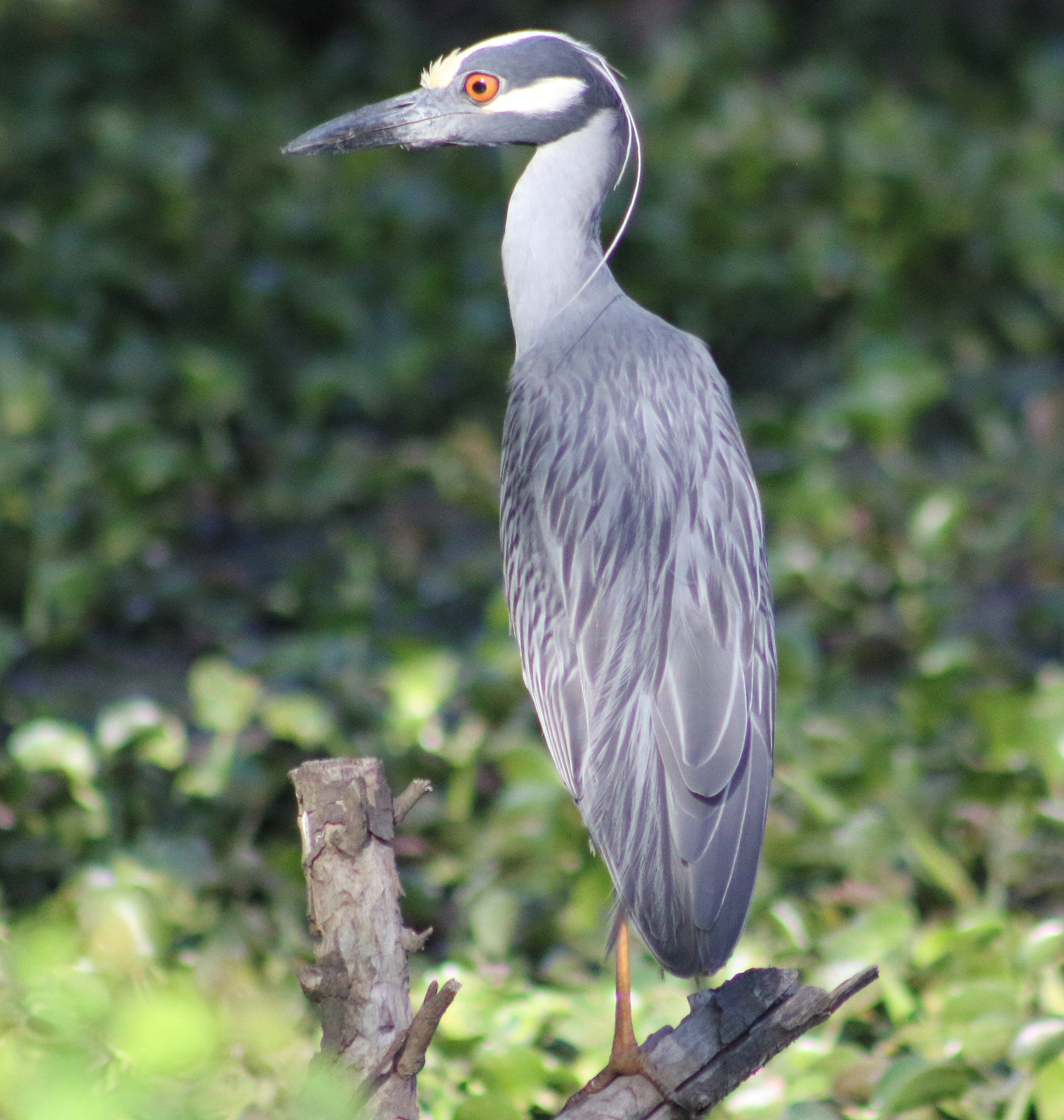 Canon EOS 60D + EF75-300mm f/4-5.6 sample photo. Yellow crowned night heron  photography