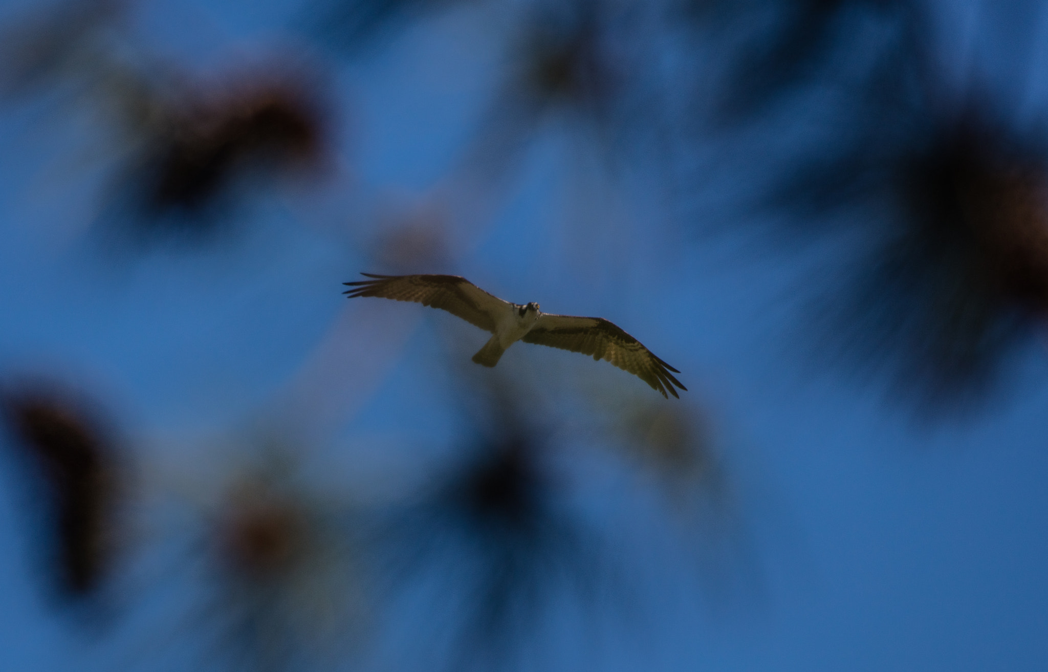 Canon EOS 5DS R sample photo. When she saw me photography