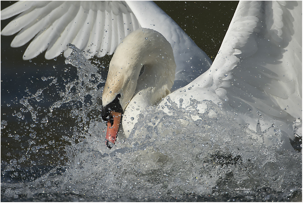 Canon EF 500mm F4L IS USM sample photo. Swan power photography