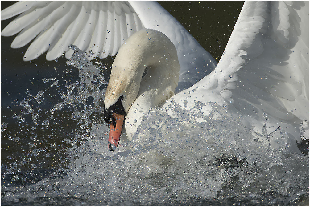 Canon EOS 7D Mark II sample photo. Swan power photography