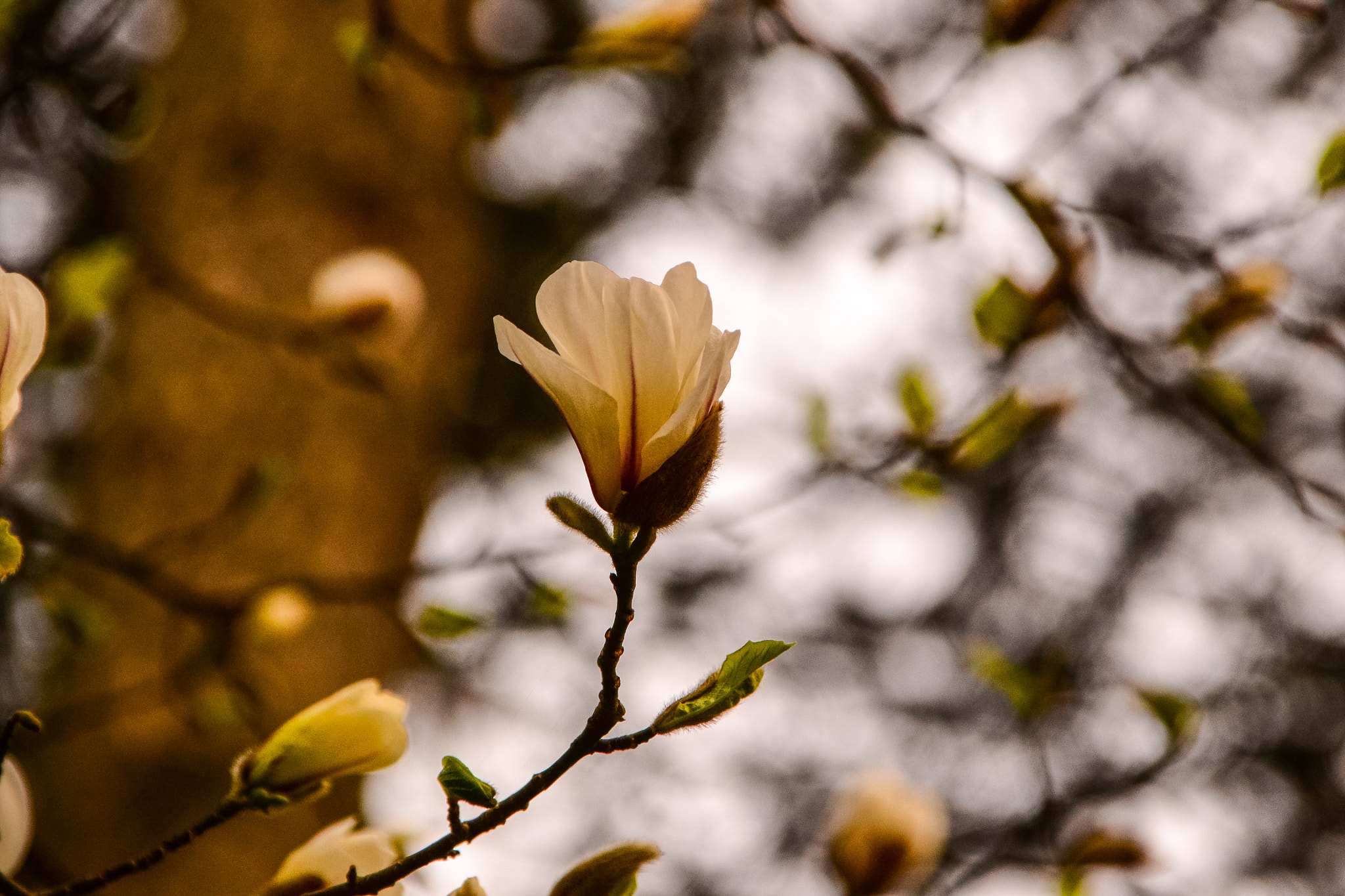 Nikon D3100 + Tamron 18-200mm F3.5-6.3 Di II VC sample photo. Blossom  photography