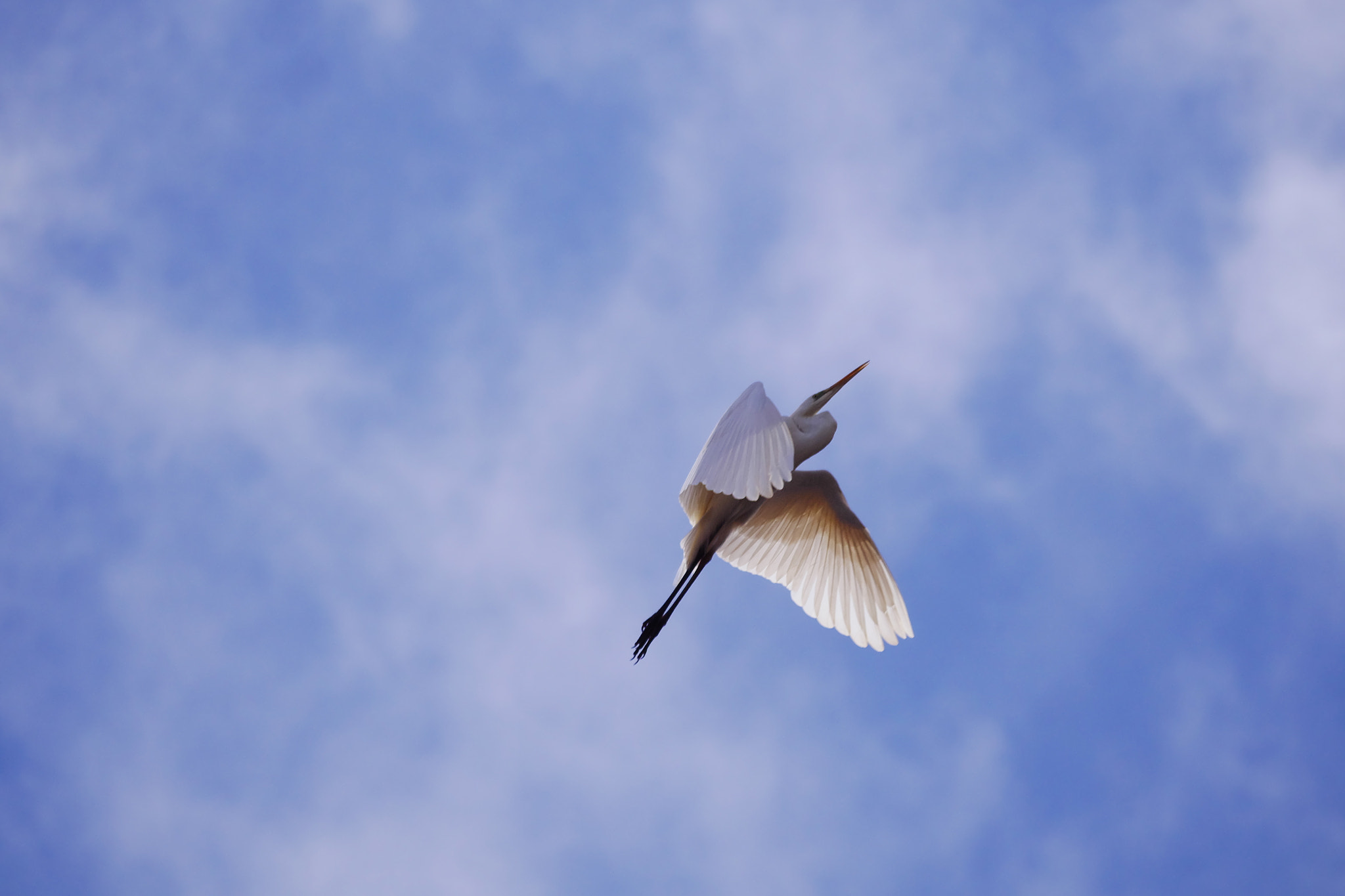 Panasonic Lumix DMC-GH3 sample photo. Flying high... photography
