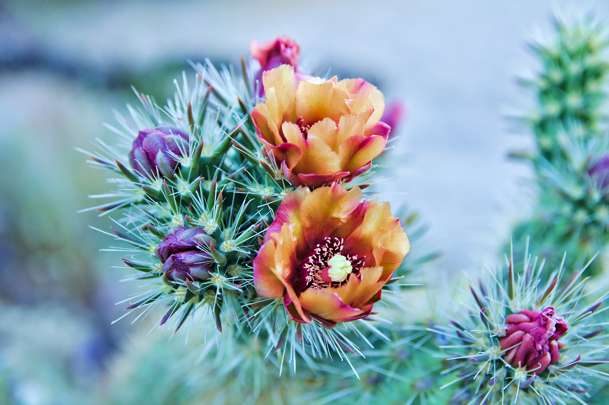 Canon EF-S 17-55mm F2.8 IS USM sample photo. Cactus flowers photography