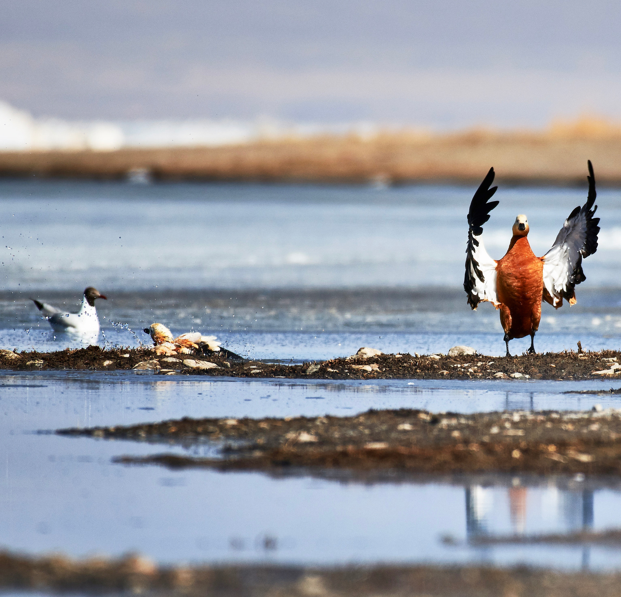 Nikon D500 sample photo. Qinghai lake. they are coming back. photography