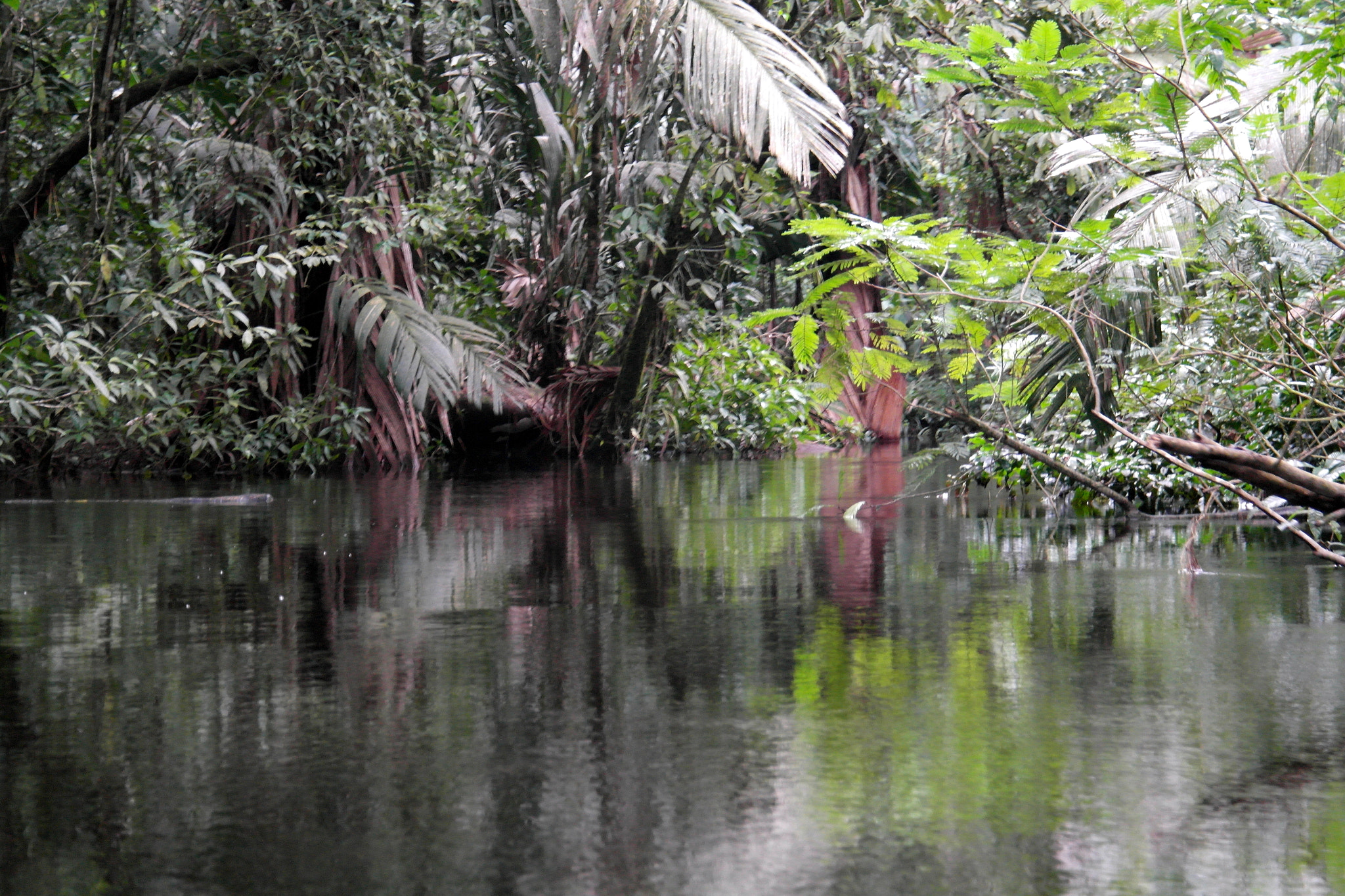 Samsung NX200 sample photo. Costa rican jungle photography