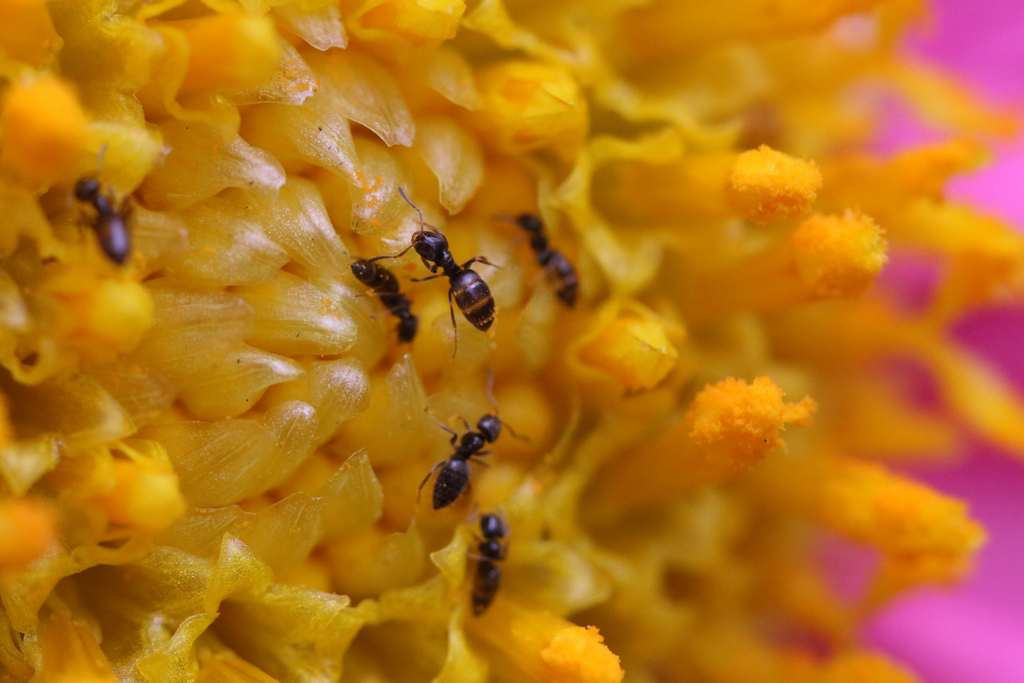 Canon EF 100mm F2.8L Macro IS USM sample photo. Za photography