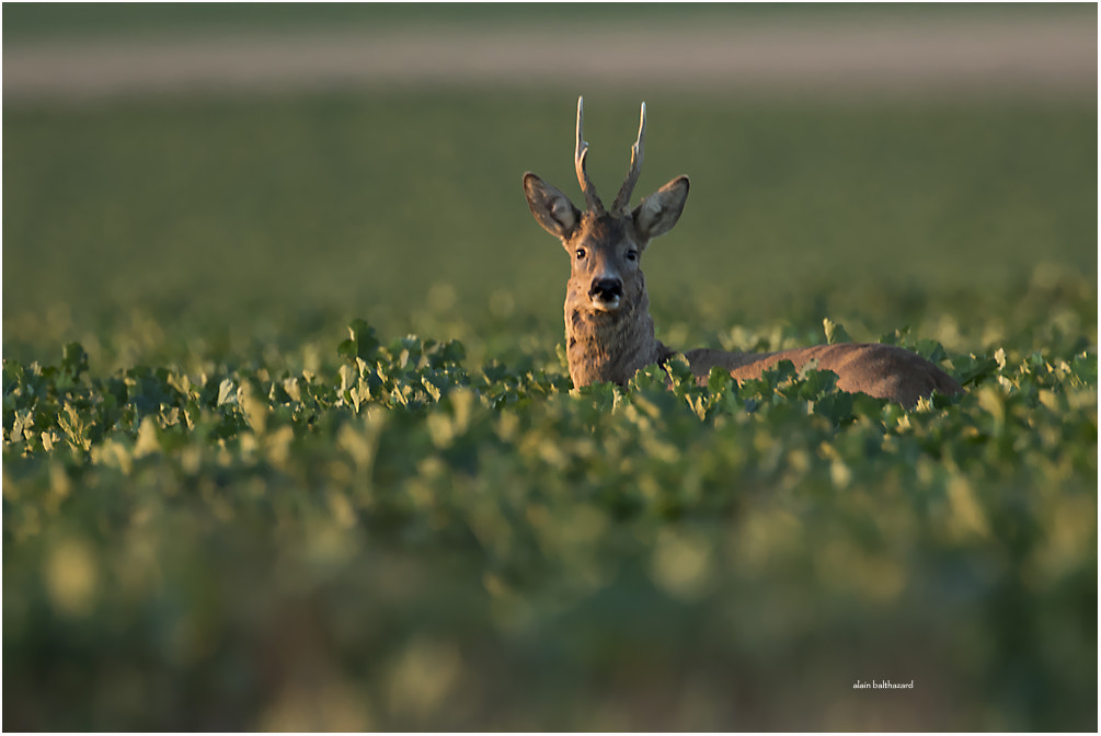 Canon EF 500mm F4L IS USM sample photo. Roe deer photography