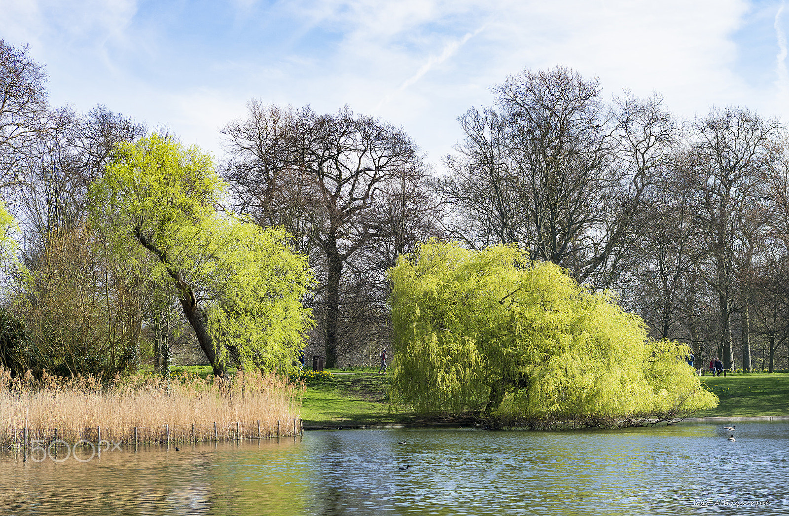 Nikon AF-S Nikkor 24-70mm F2.8G ED sample photo. Lake and trees photography