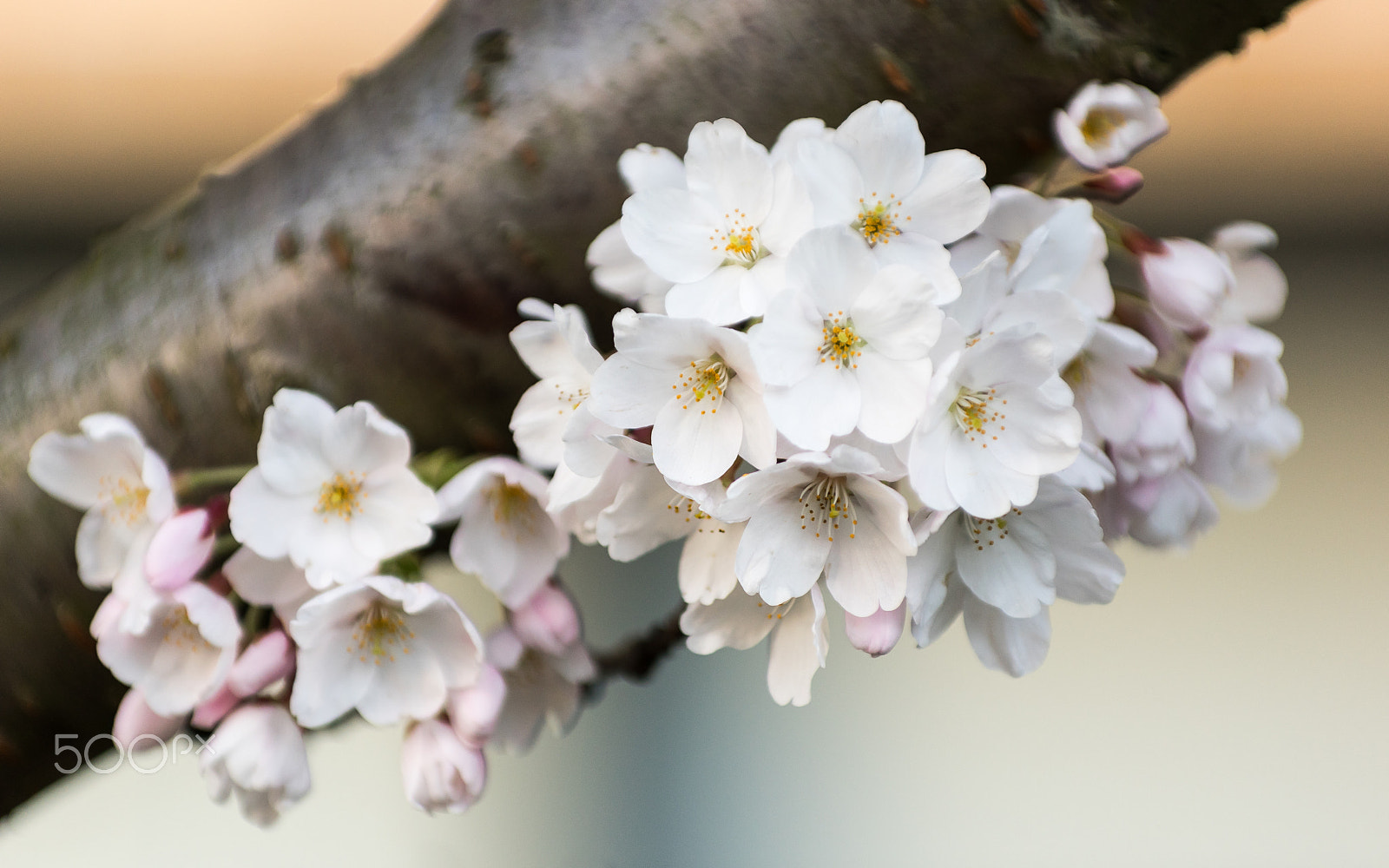 Pentax K-3 sample photo. Cherry blossom photography