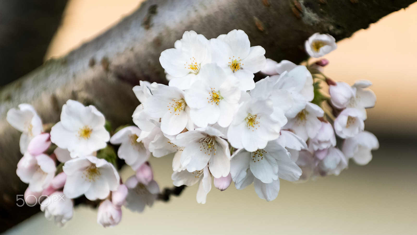 Pentax K-3 sample photo. Cherry blossom photography