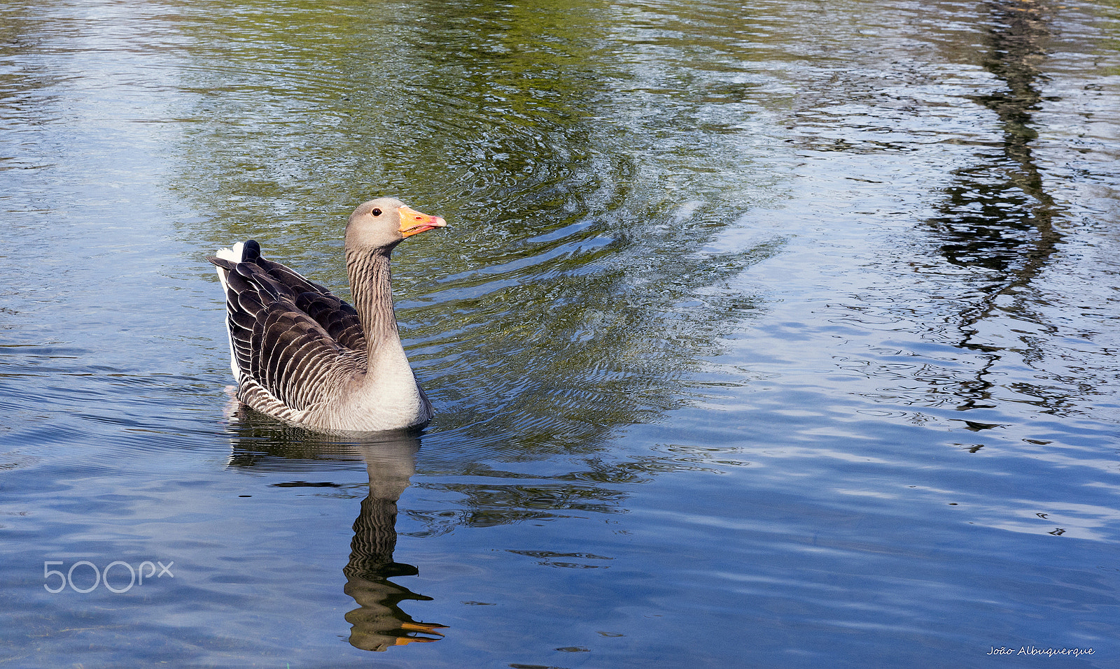 Nikon AF-S Nikkor 24-70mm F2.8G ED sample photo. Swimming duck photography